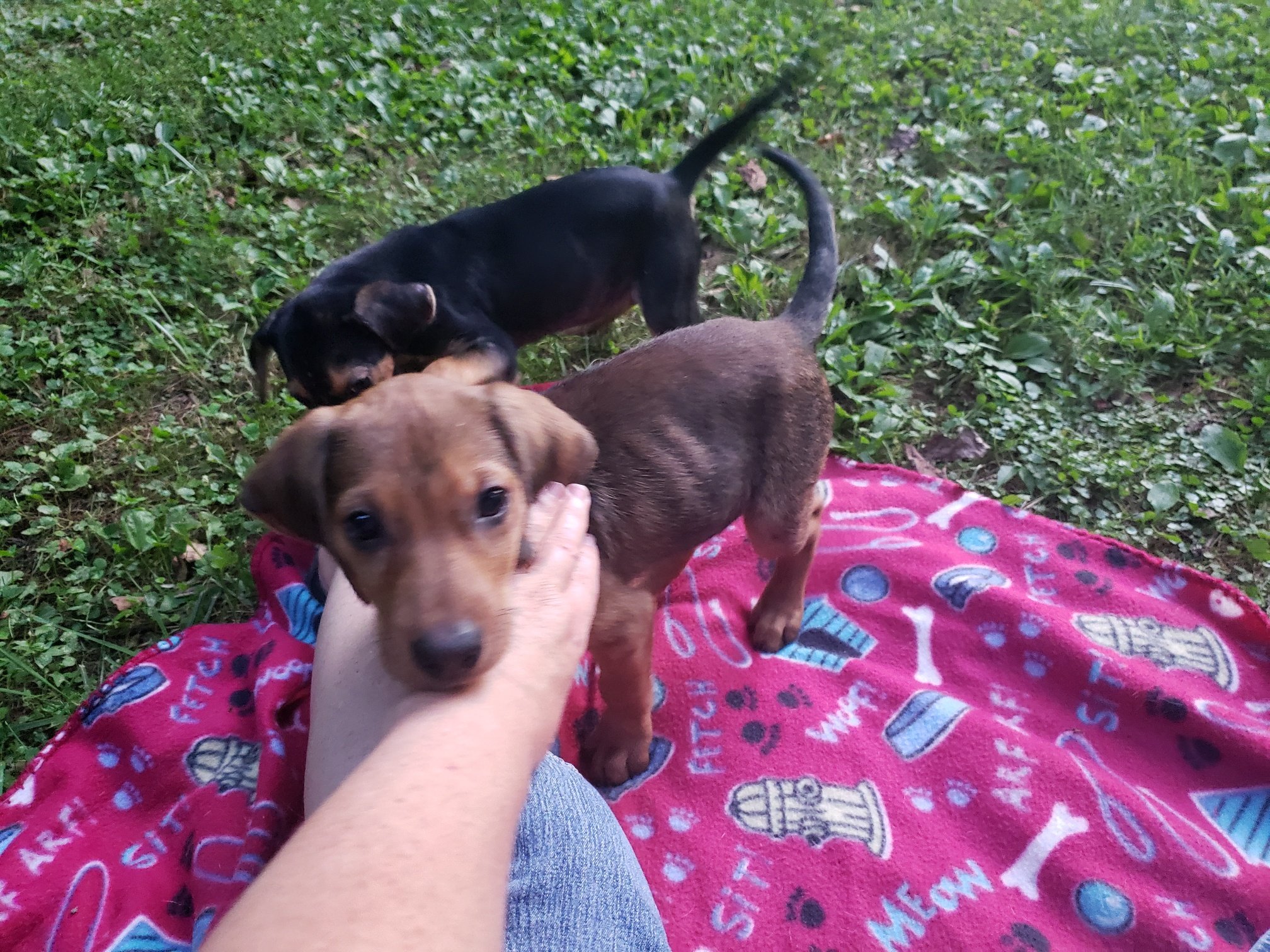 Midge and Miranda: 8 week old stray puppies Miranda is the black and tan one.