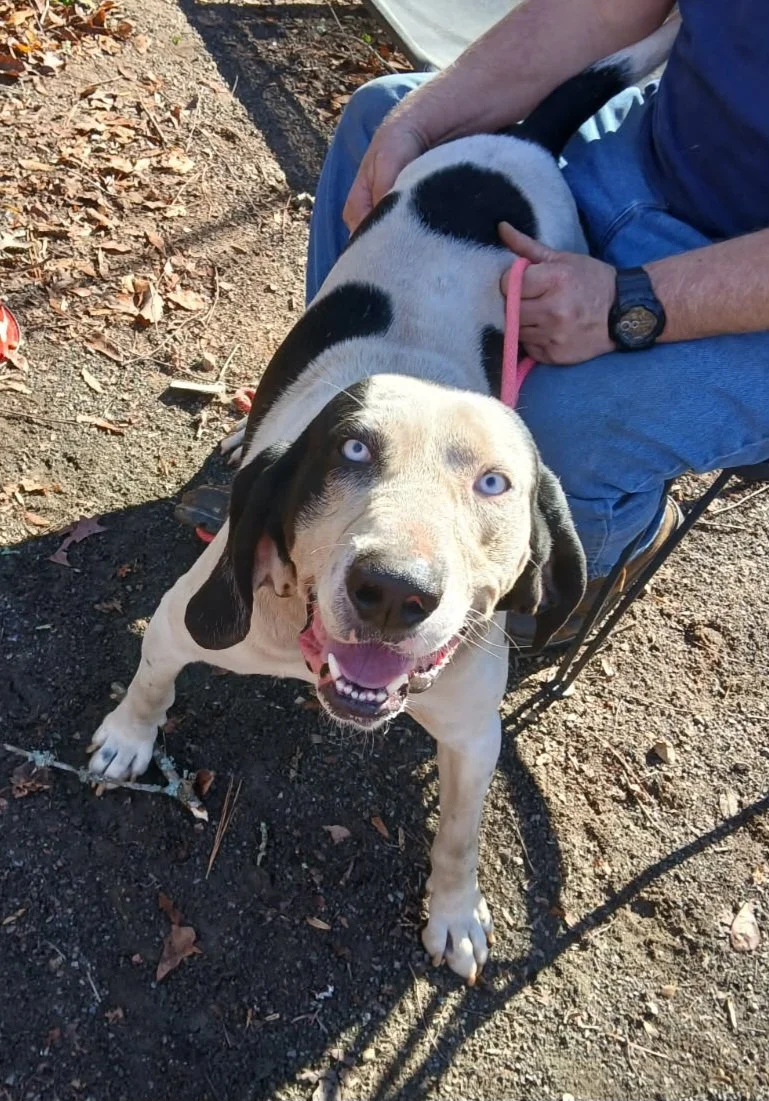Pongo - a big, handsome, blue eyed, 14 month old goofball that weighs 75 pounds.  He's a hound mix that was purchased as a puppy for a hunting dog.  The owner realized that Pongo was spending most of his time tied outside and rarely went hunting, so 