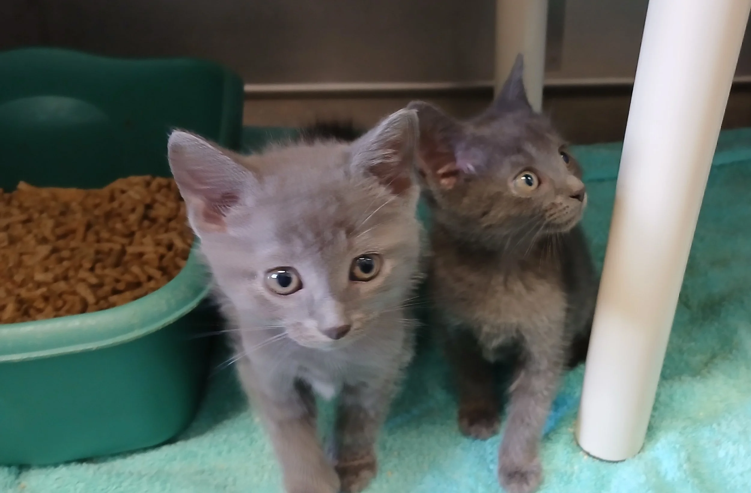 Pierce, Daniel and Sean - the 007 kittens. Three surrendered 8 week old kittens - all boys, all smokey grey, all so cute.