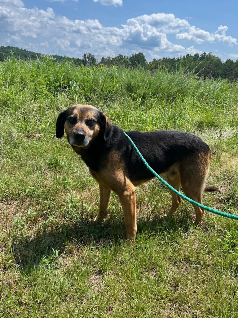 Barney: 5 year old stray Beagle mix