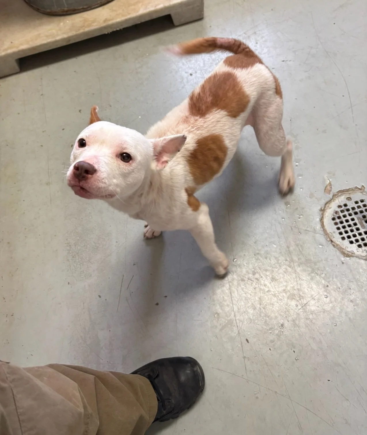 Zara - a sweet little 15 pound female.    