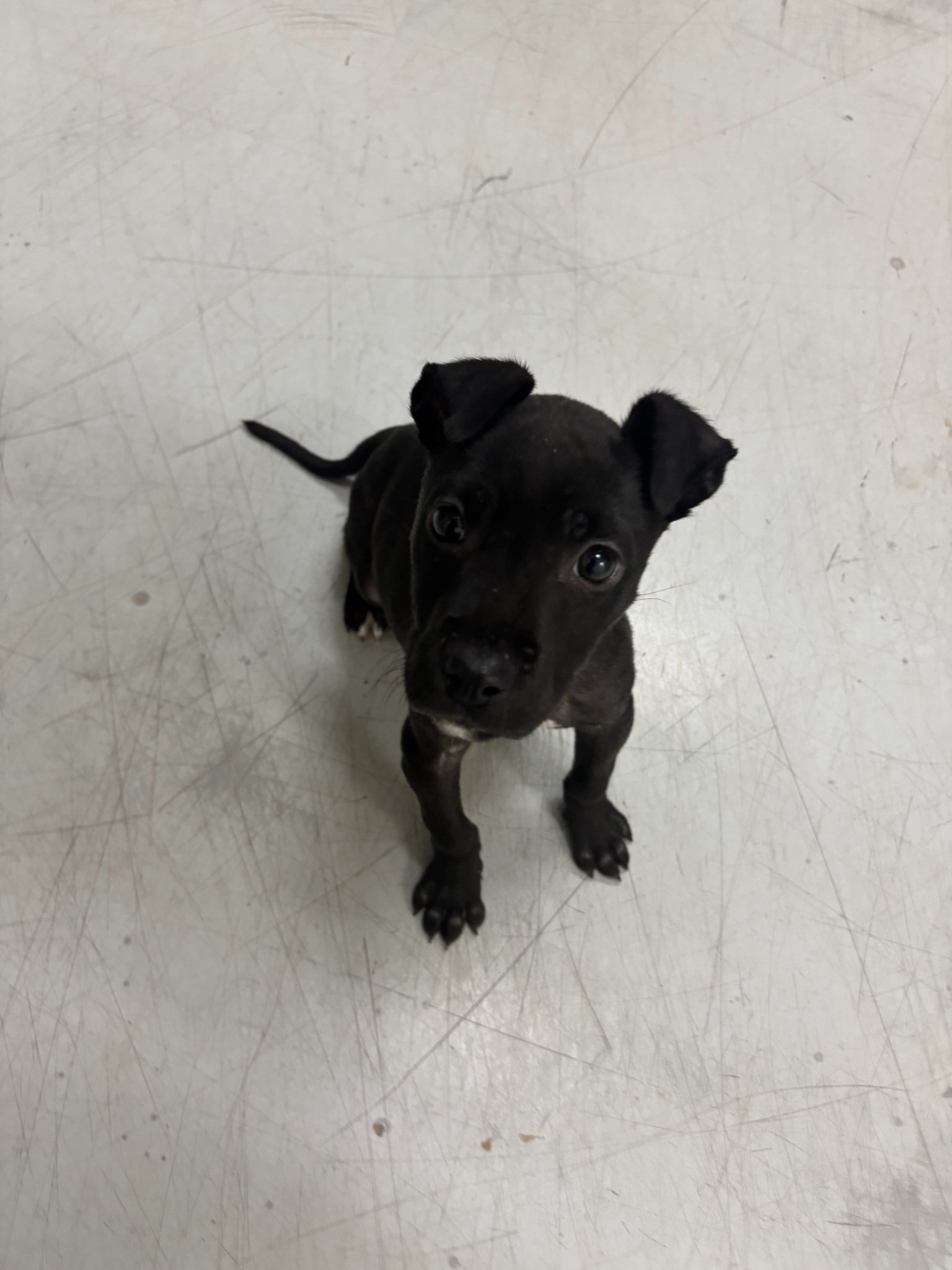 Rosie was at Animal Control for several weeks. Here you can see how much she grew!