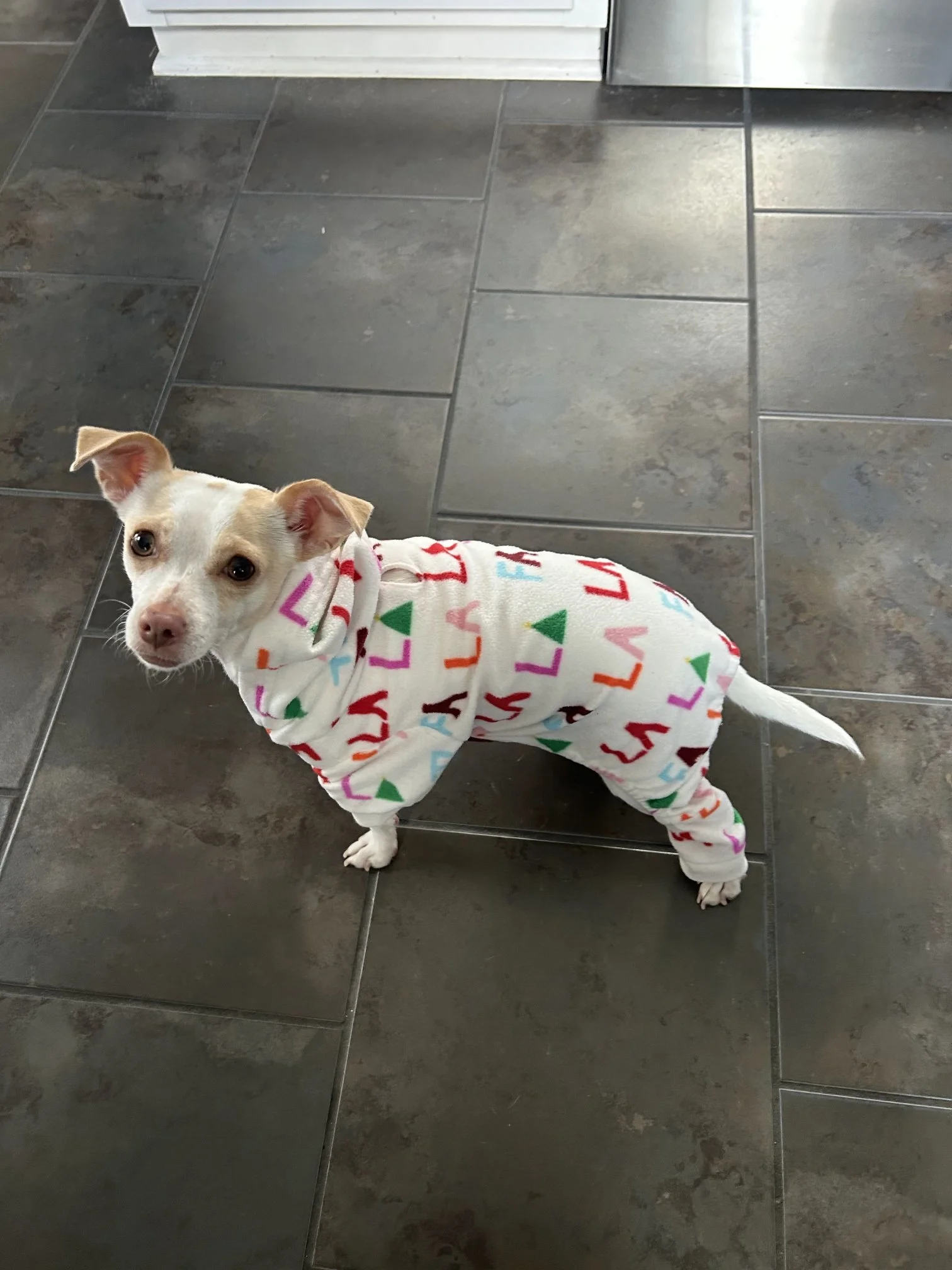 Hazel - modeling her Christmas PJs she got from the Hopeful Hounds yard sale.