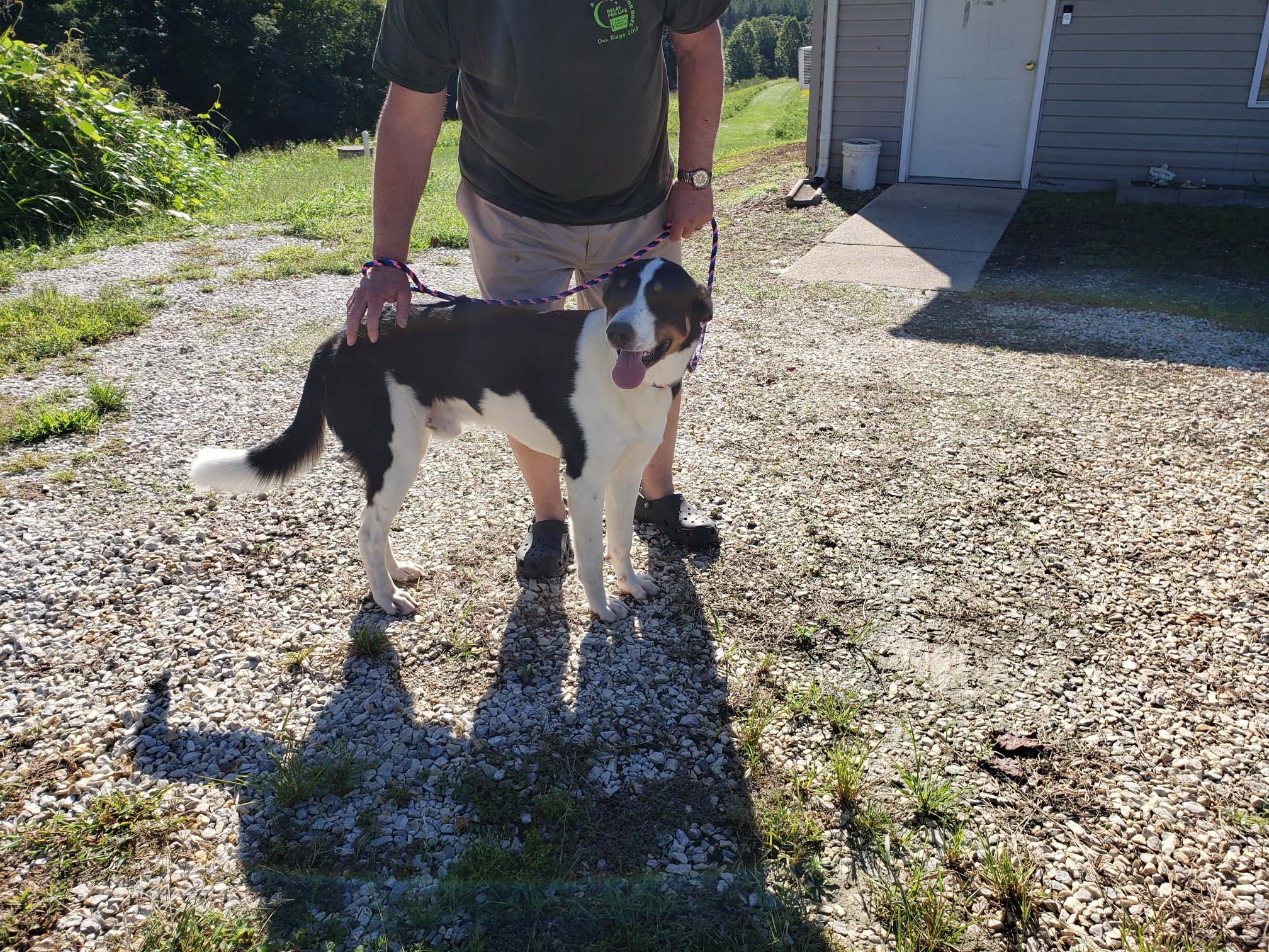 Leo: Collie/Great Pyranees mix