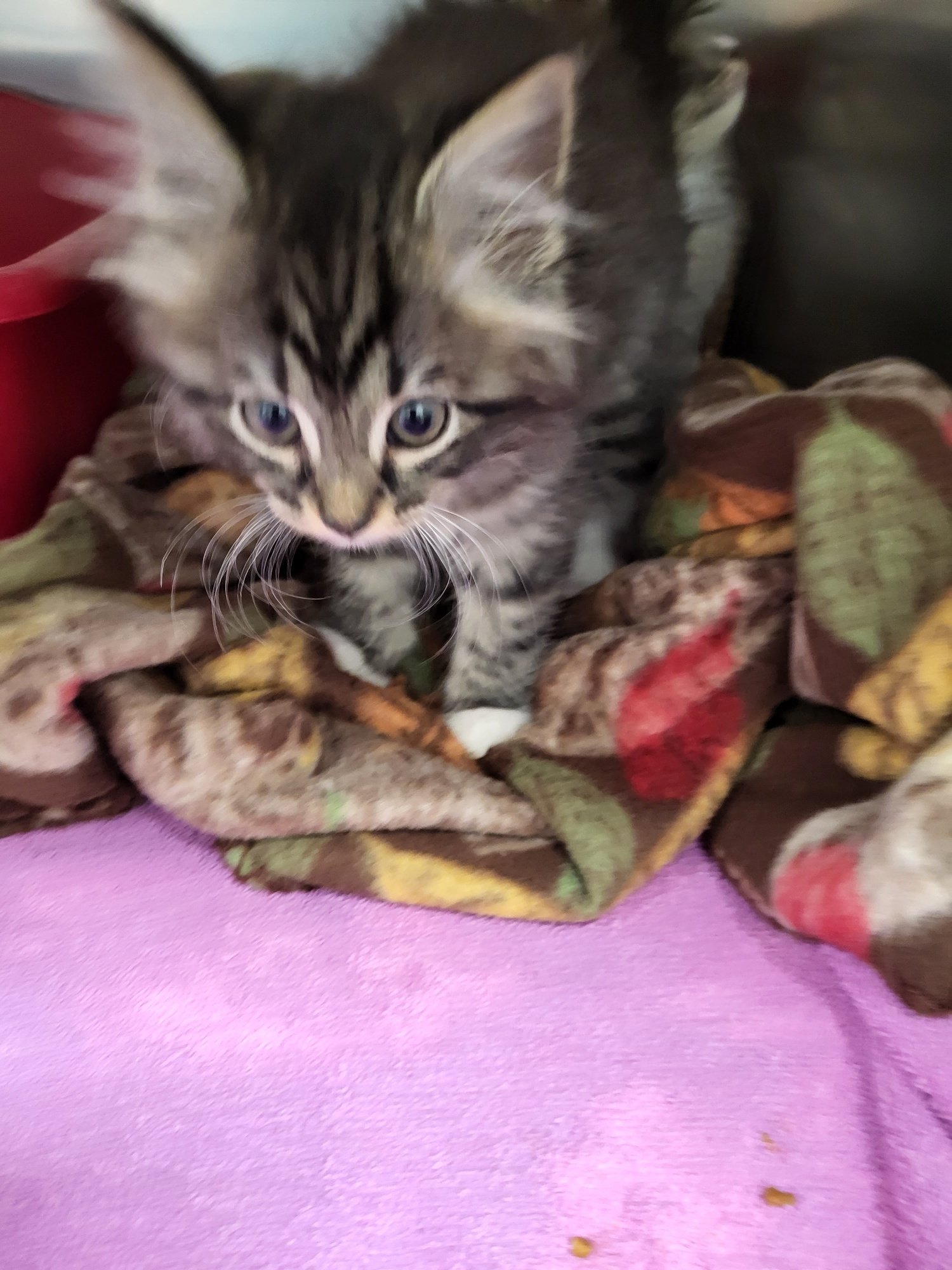 Mayflower: a stray little 7 month old kitten.