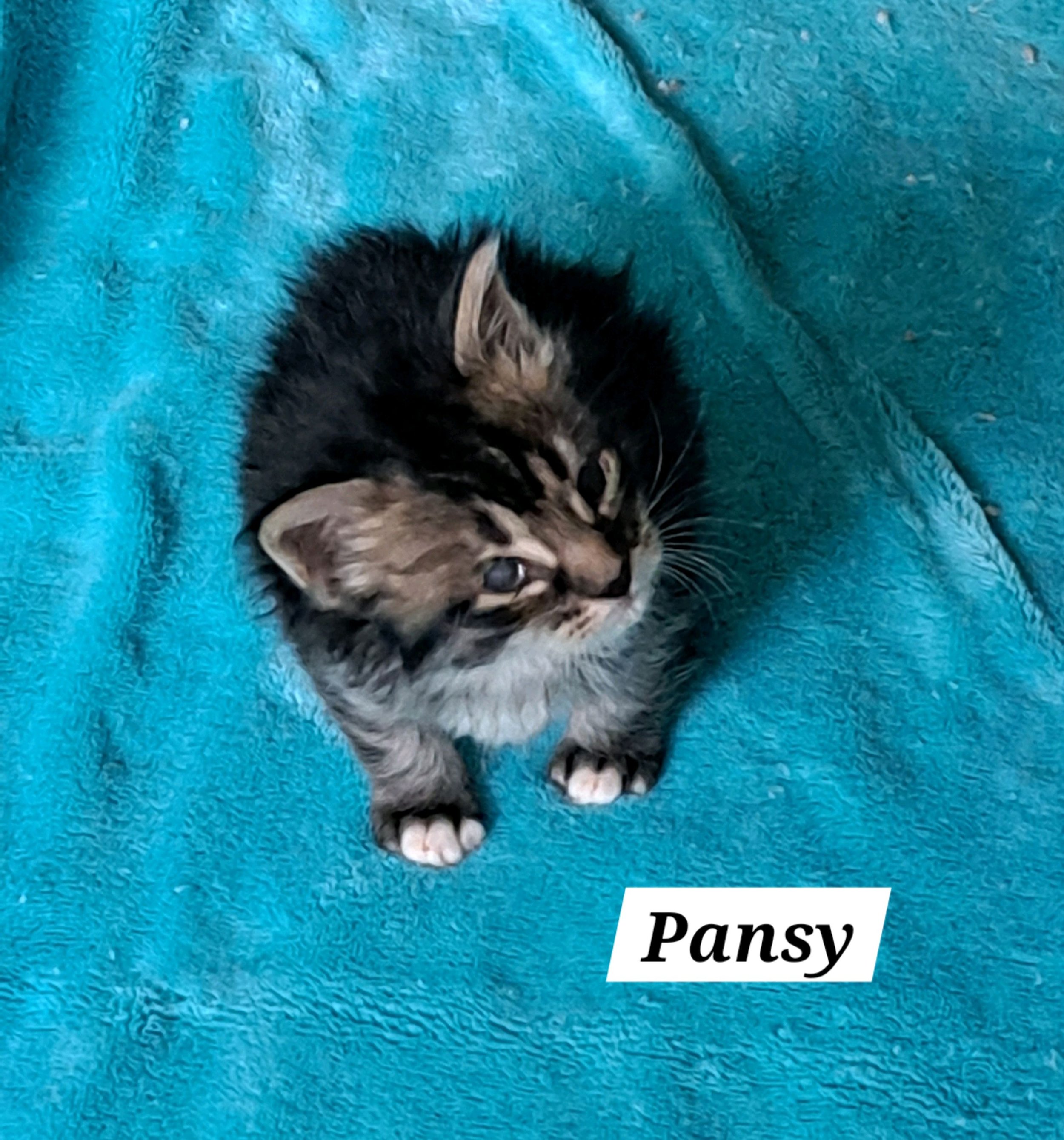 Pansy