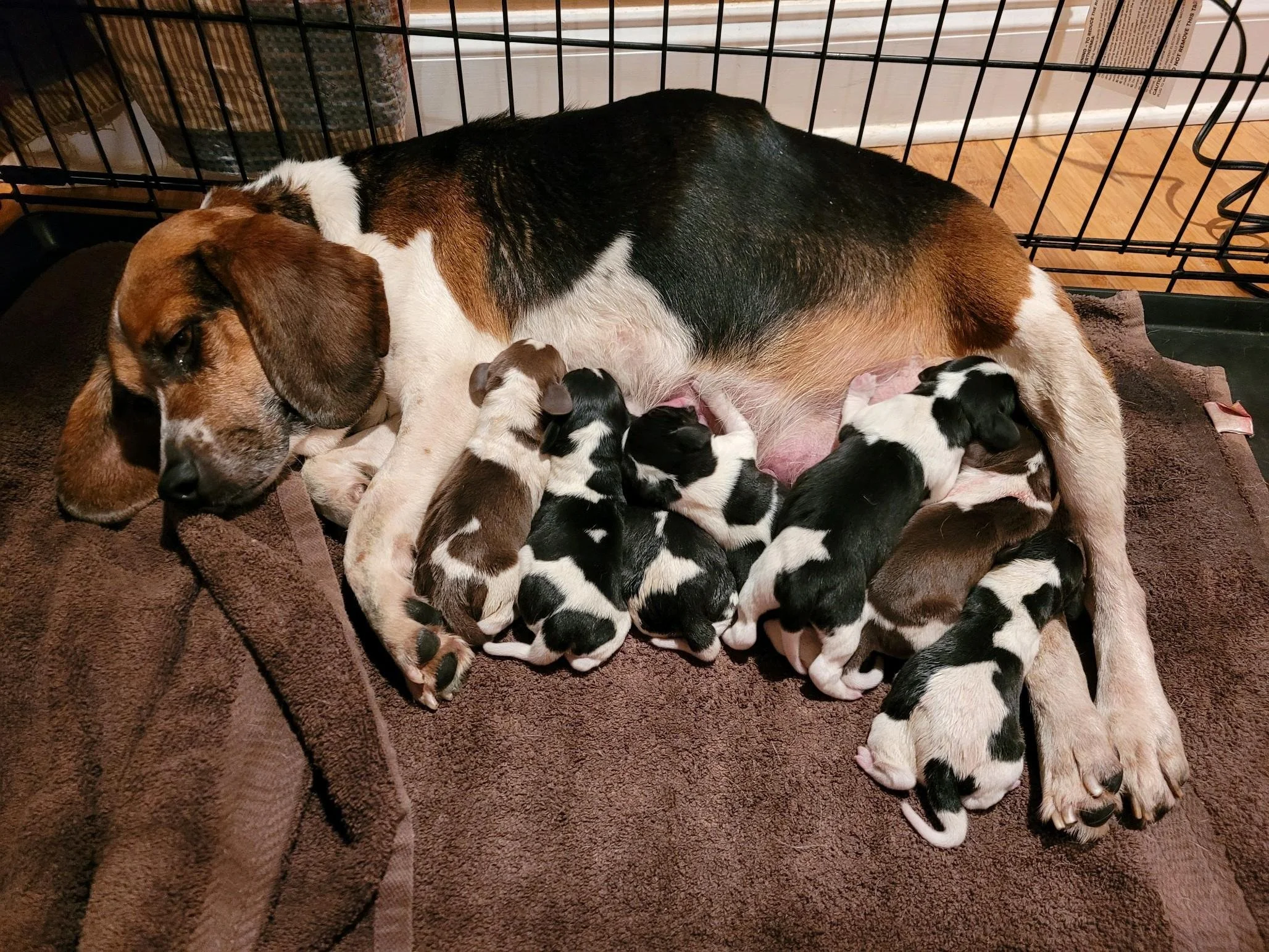 Missy in her foster home with her 7 super cute puppies!
