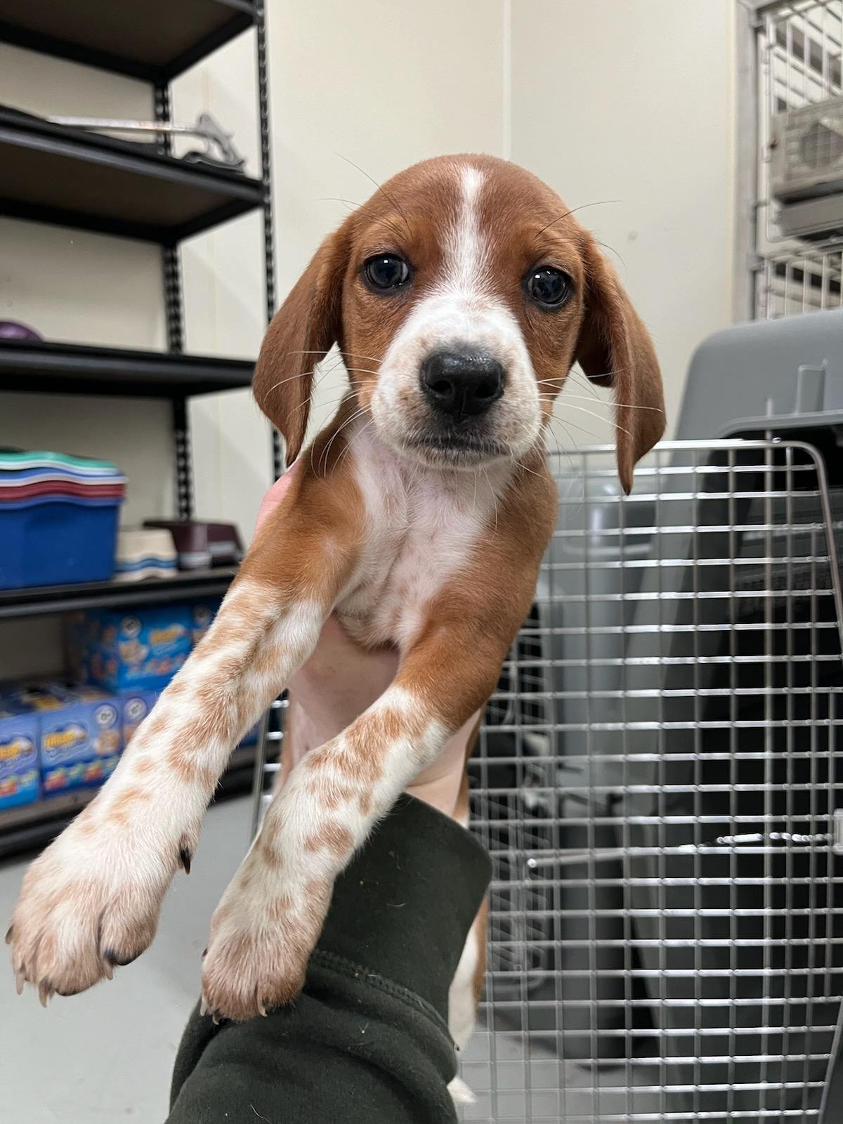 This is Peppermint Patty!