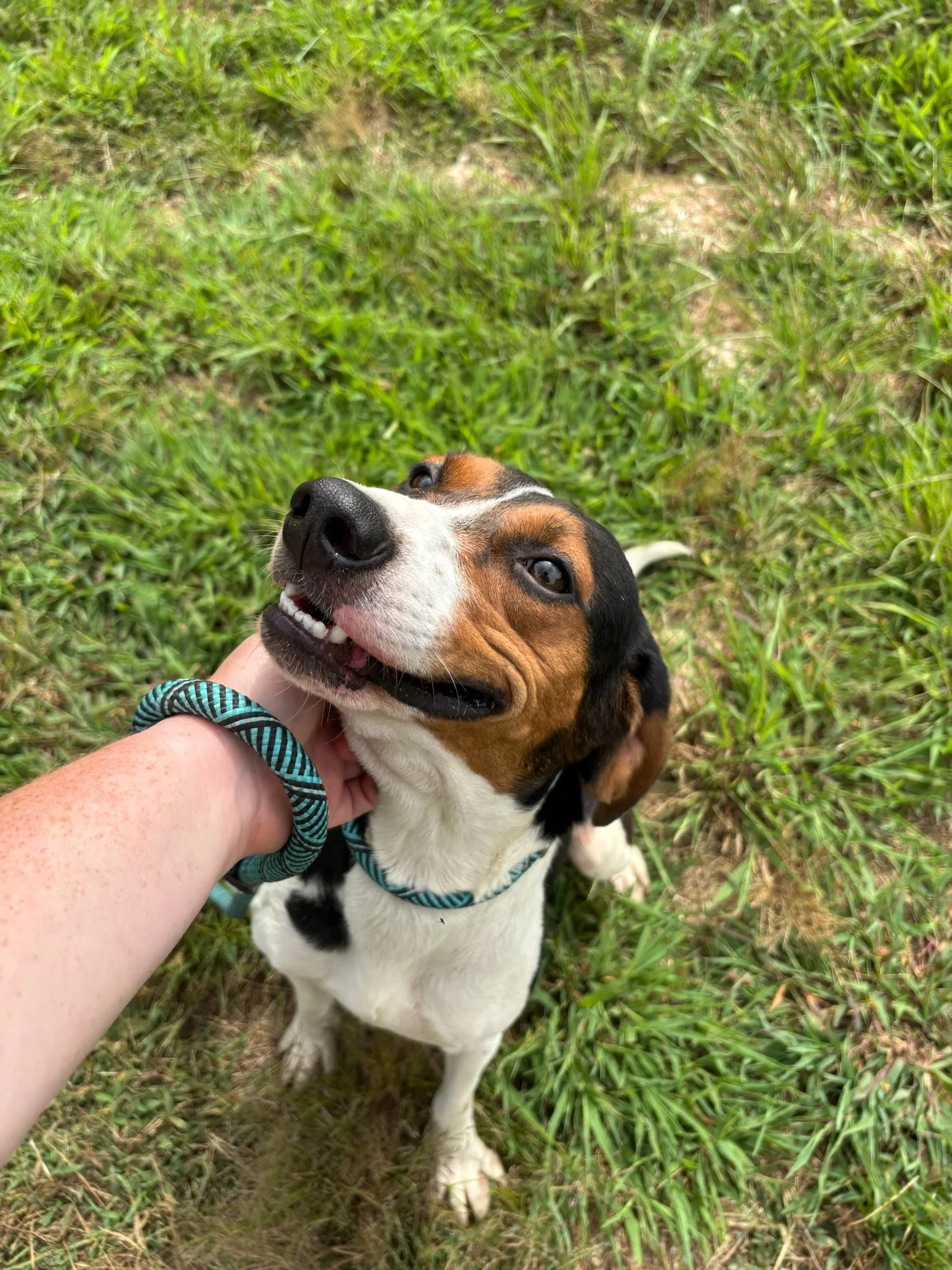 Daffodil showing off her big smile!