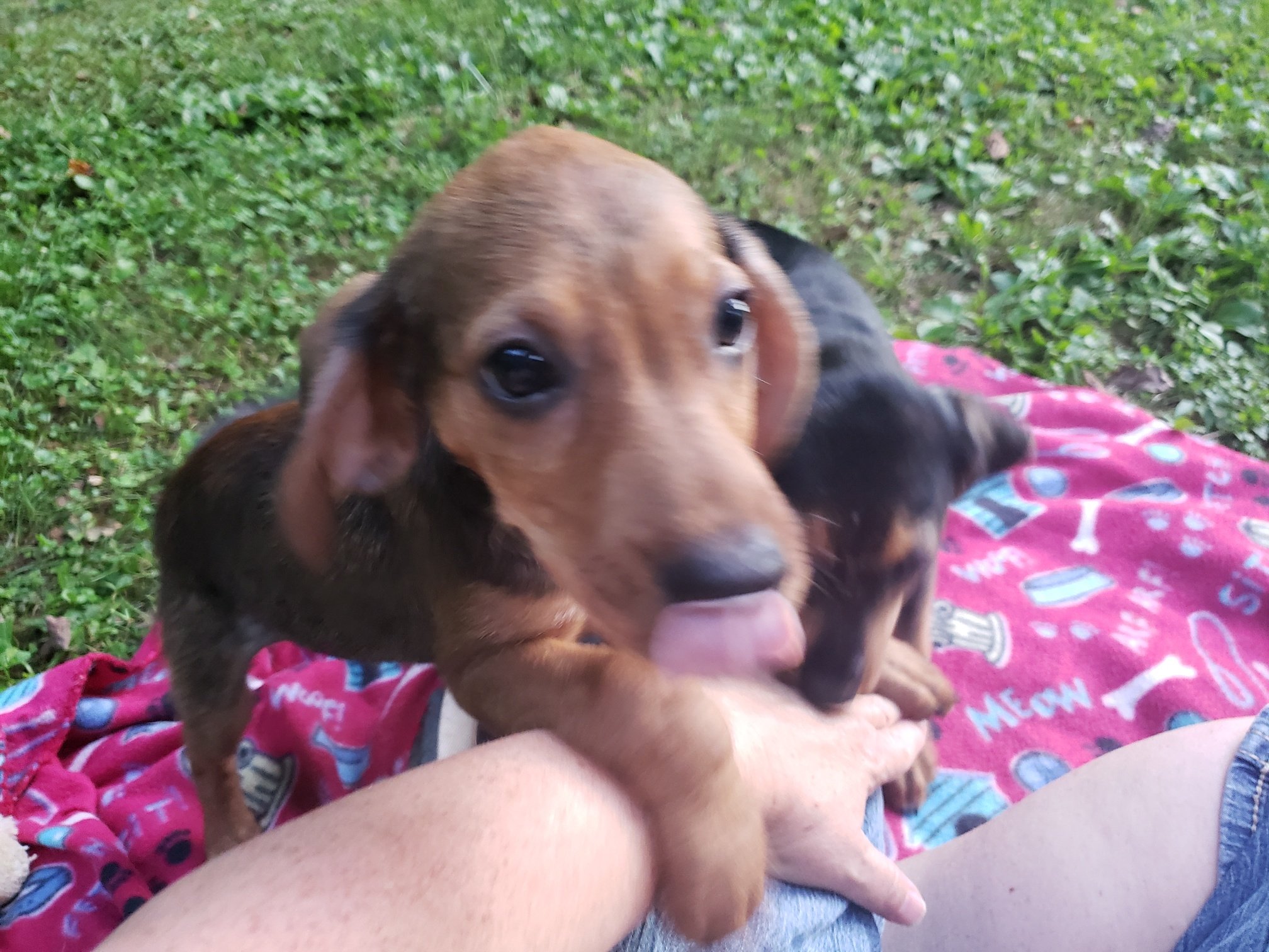 Midge and Miranda being very affectionate.