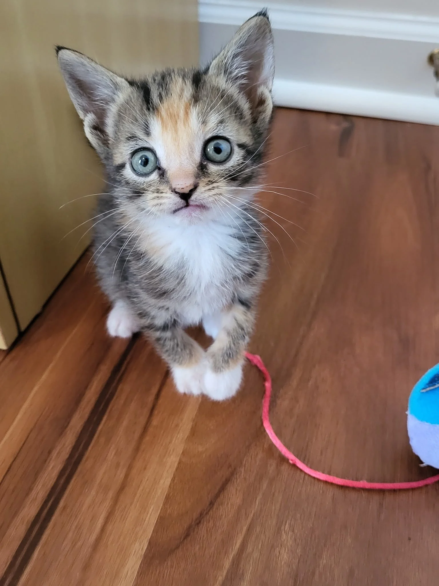 Saffron - female calico