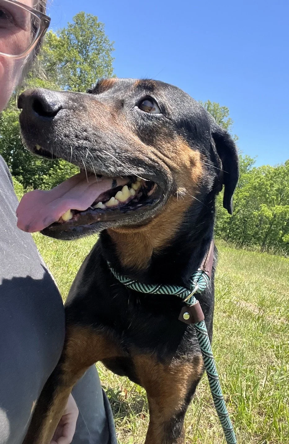 Redford is a very polite, sweet dog!