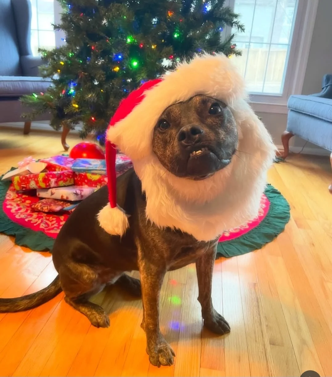 Toodles - December 2023 - Merry Christmas from Toodles !