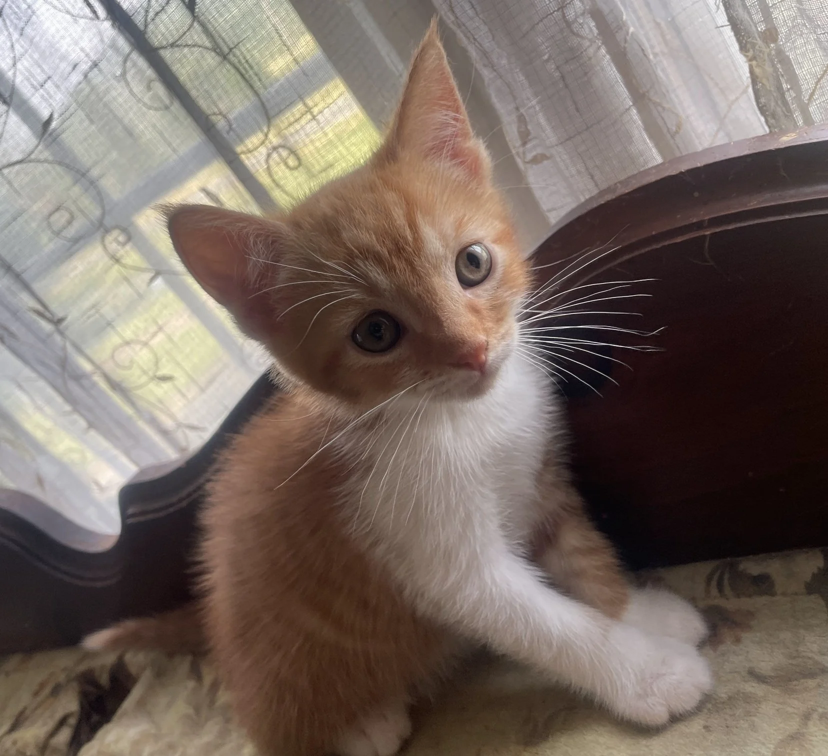 Cattoo is an orange tabby with 3 white legs and one orange leg that looked like a "sleeve tattoo".