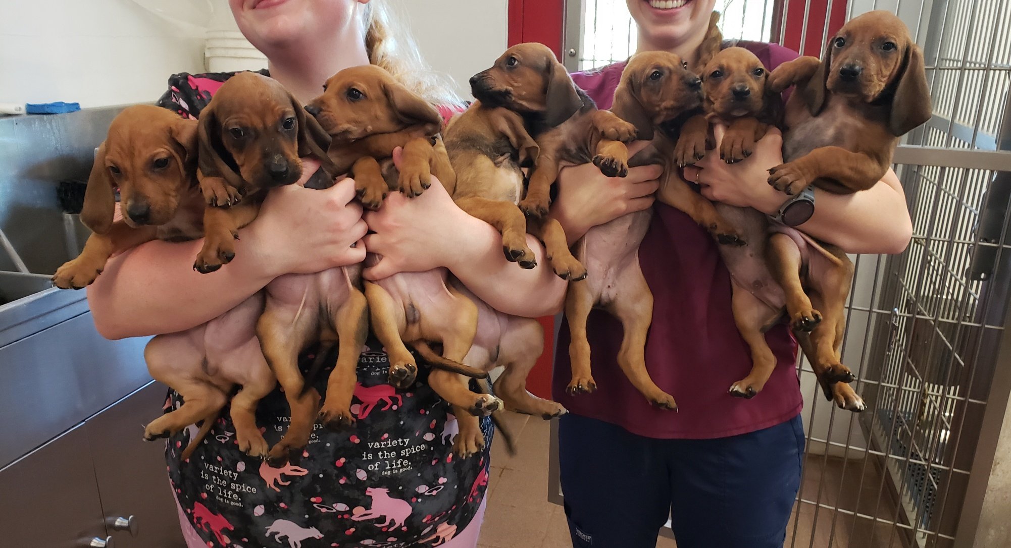 Millie's legacy: She left behind 8 precious puppies - one girl and 7 boys!