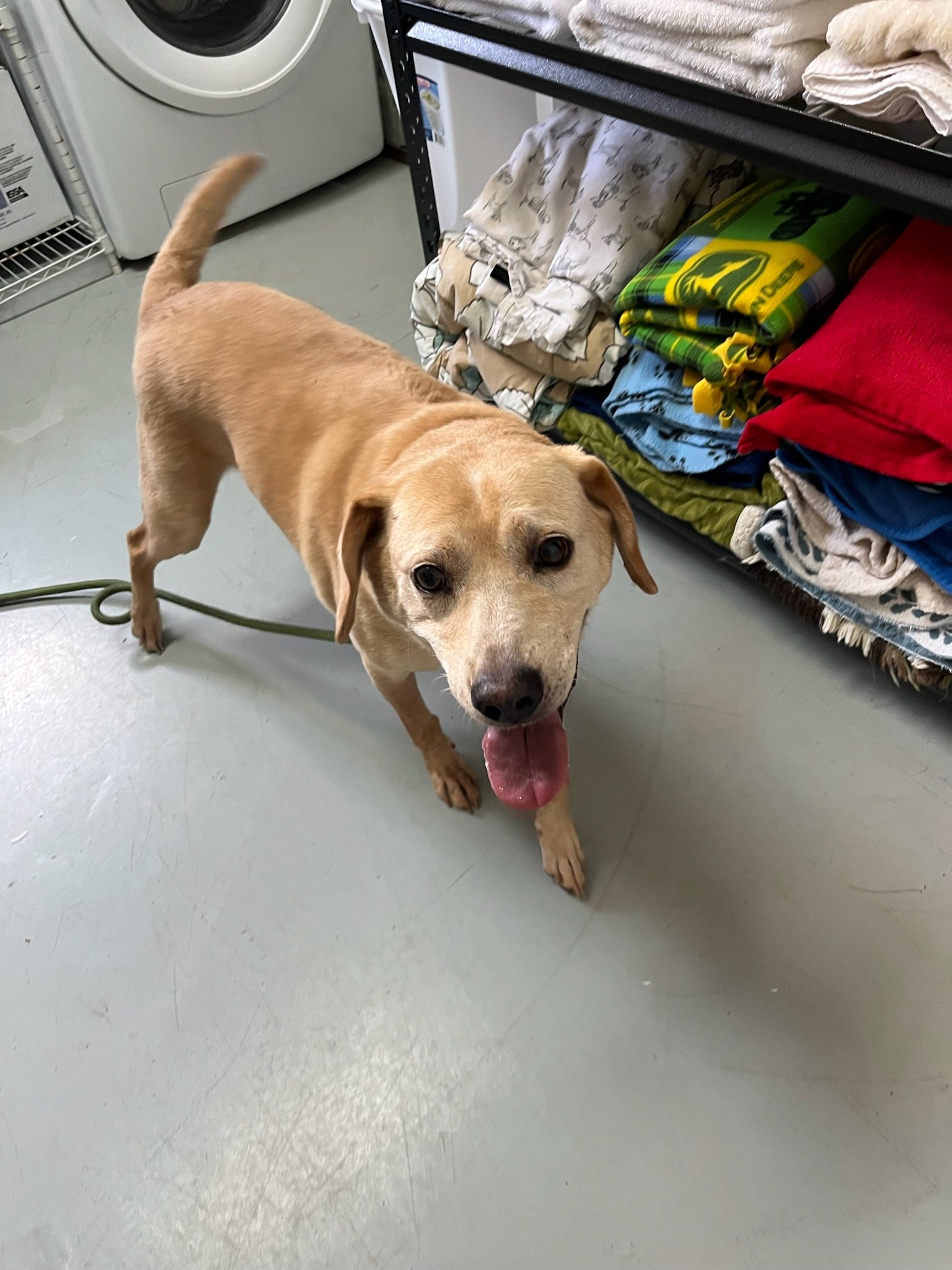 Cobalt: A 12 year old yellow lab mix that was surrendered to animal control when his owner went into assisted living.