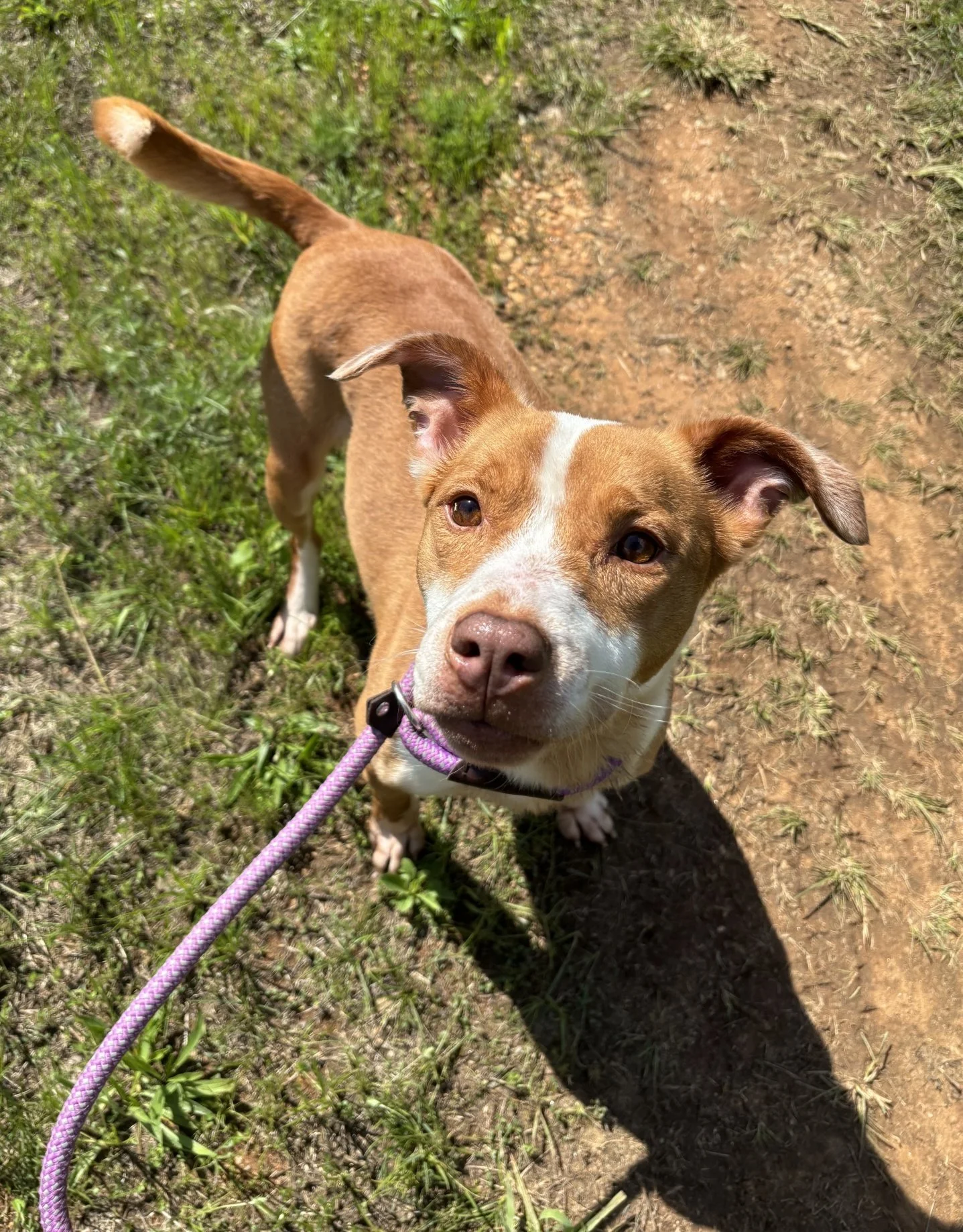 Chloe now looking healthy and happy!
