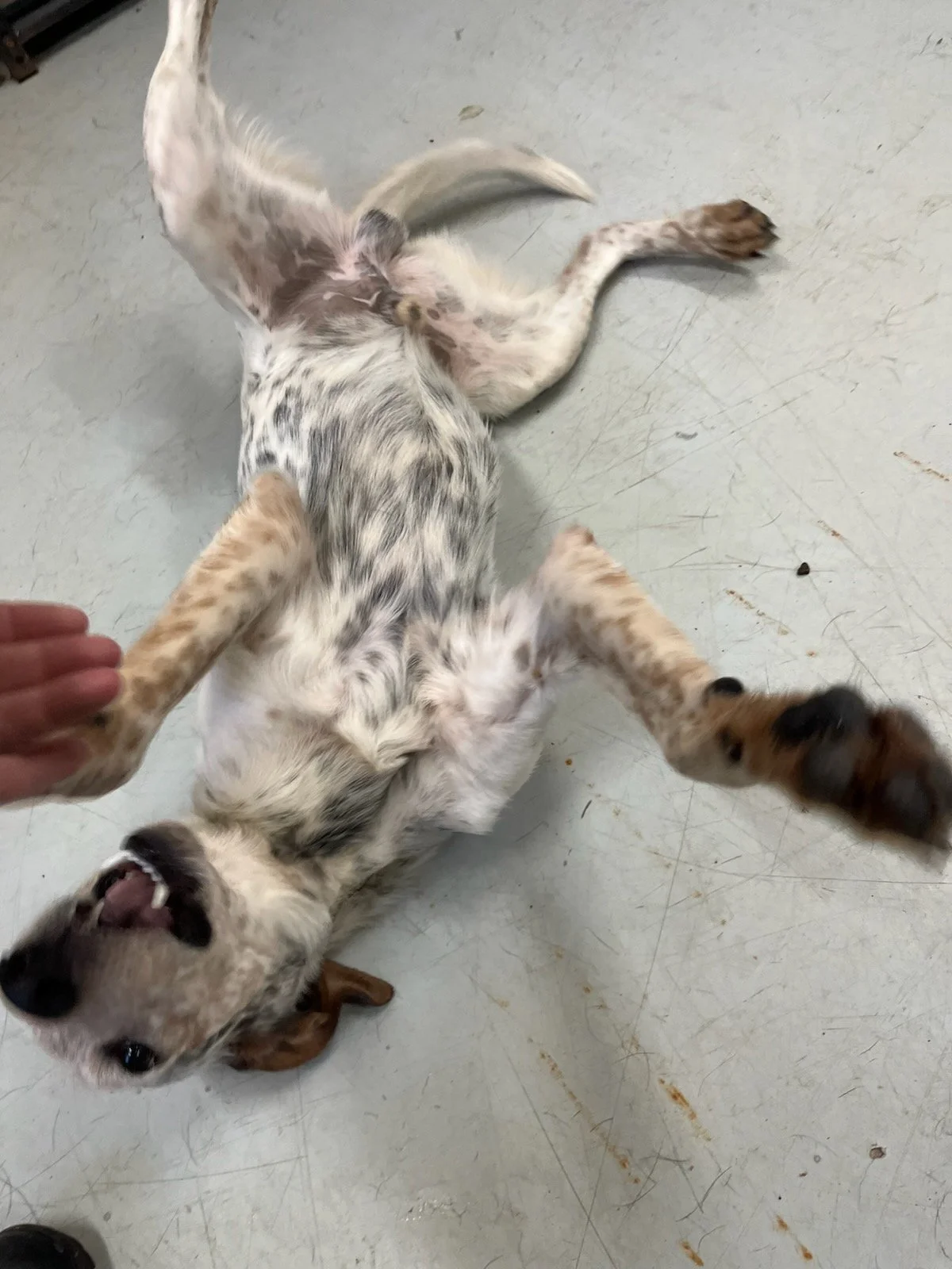 Tigger hoping for a belly rub!