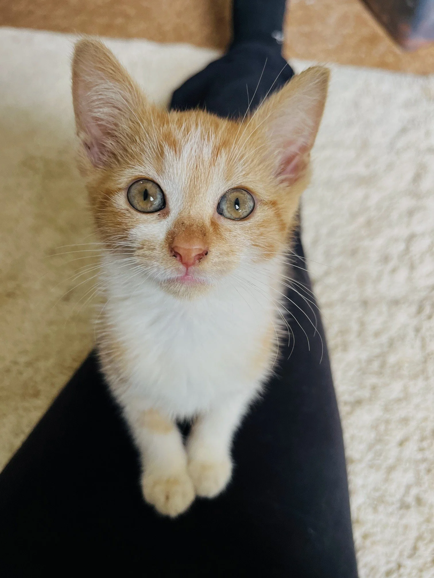 Spice - Pumpkin's sister, also left behind to fend for herself.  What a little sweetheart. 