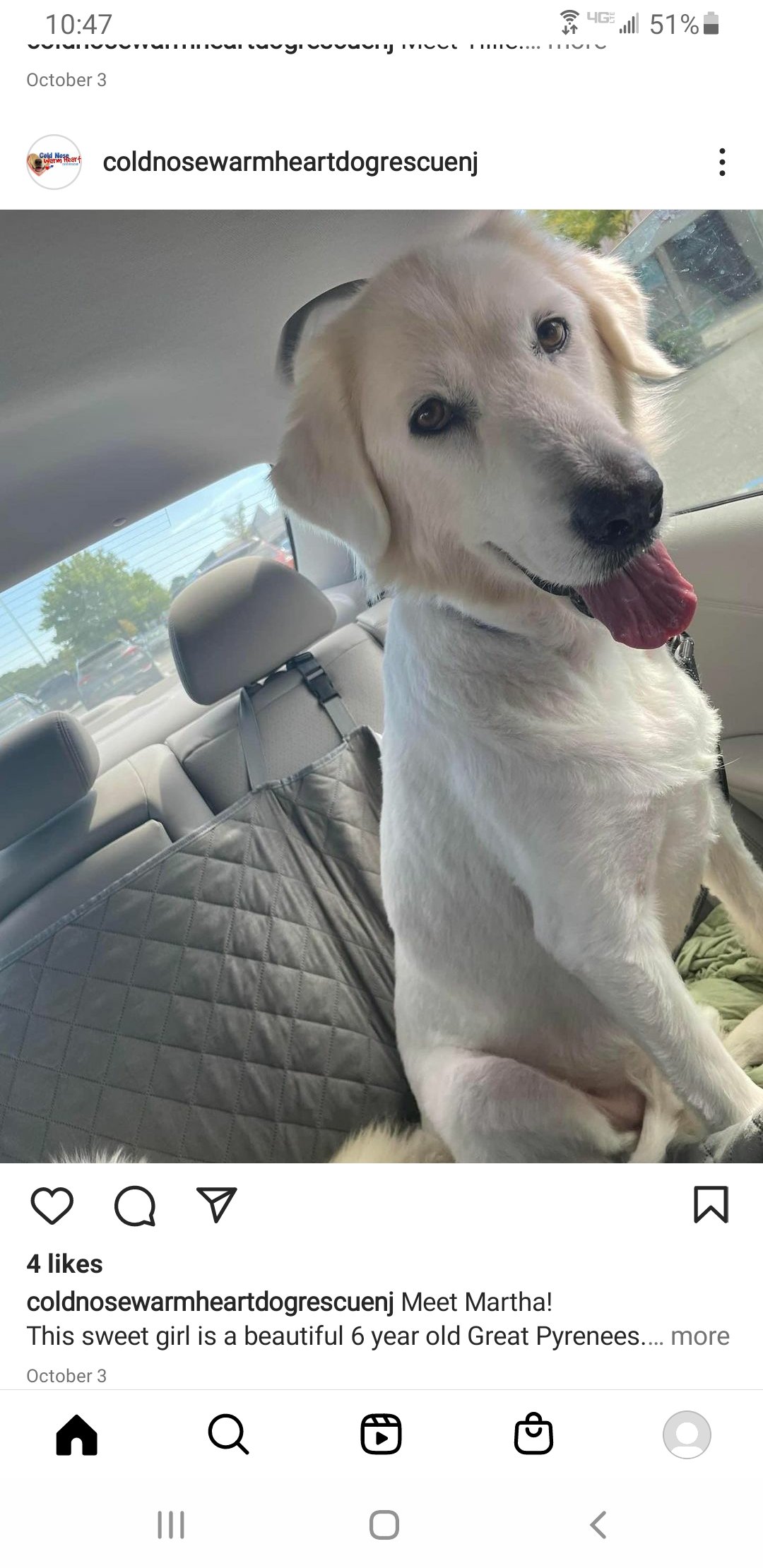 Martha: Great Pyrenees up for adoption