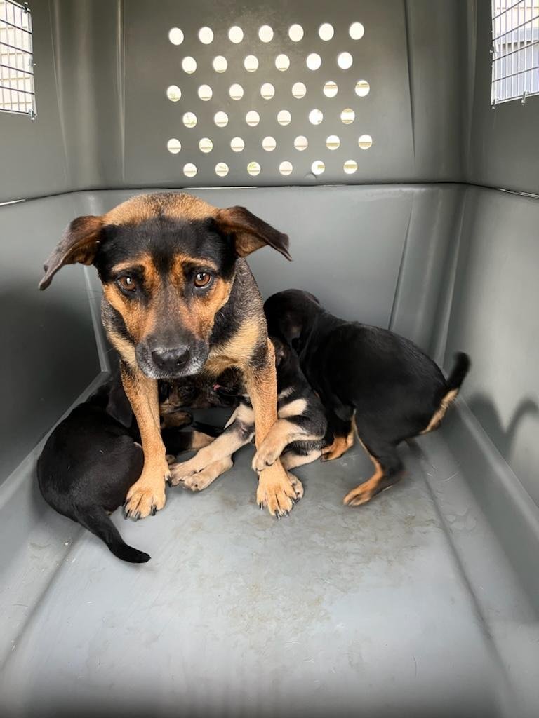 Goldie and her 3 little puppies. Goldie is a 3 year old Beagle/Shepherd mix that was surrendered to Animal Control.