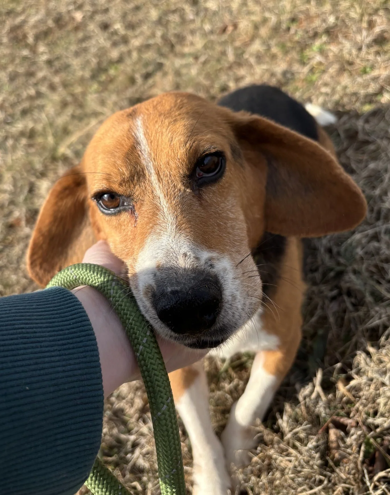 Pretzel - very sweet and beautiful! 