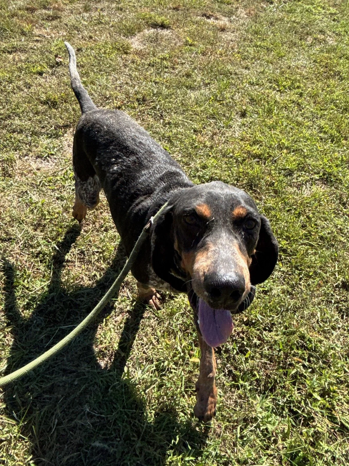 Sadie Mae - a sweet bluetick hound, about 6 years old.  