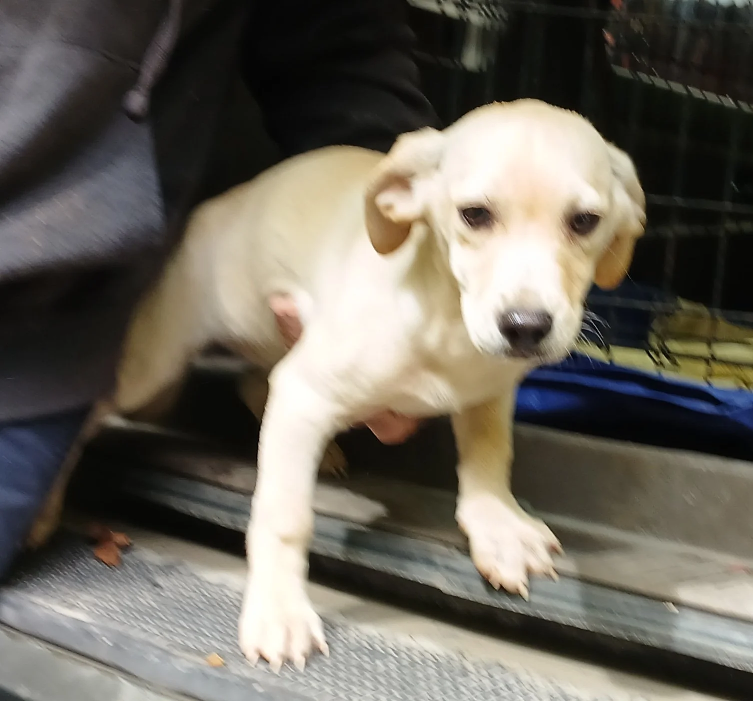 Belinda:  A puppy mix of Lab, Beagle, and Chihuahua!