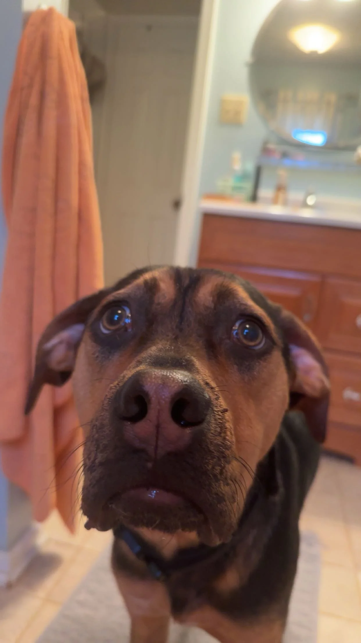 Hugo - August 2025 - his mom texted Fonda  this picture with the caption "How do you leave for work with that face looking at you????"
