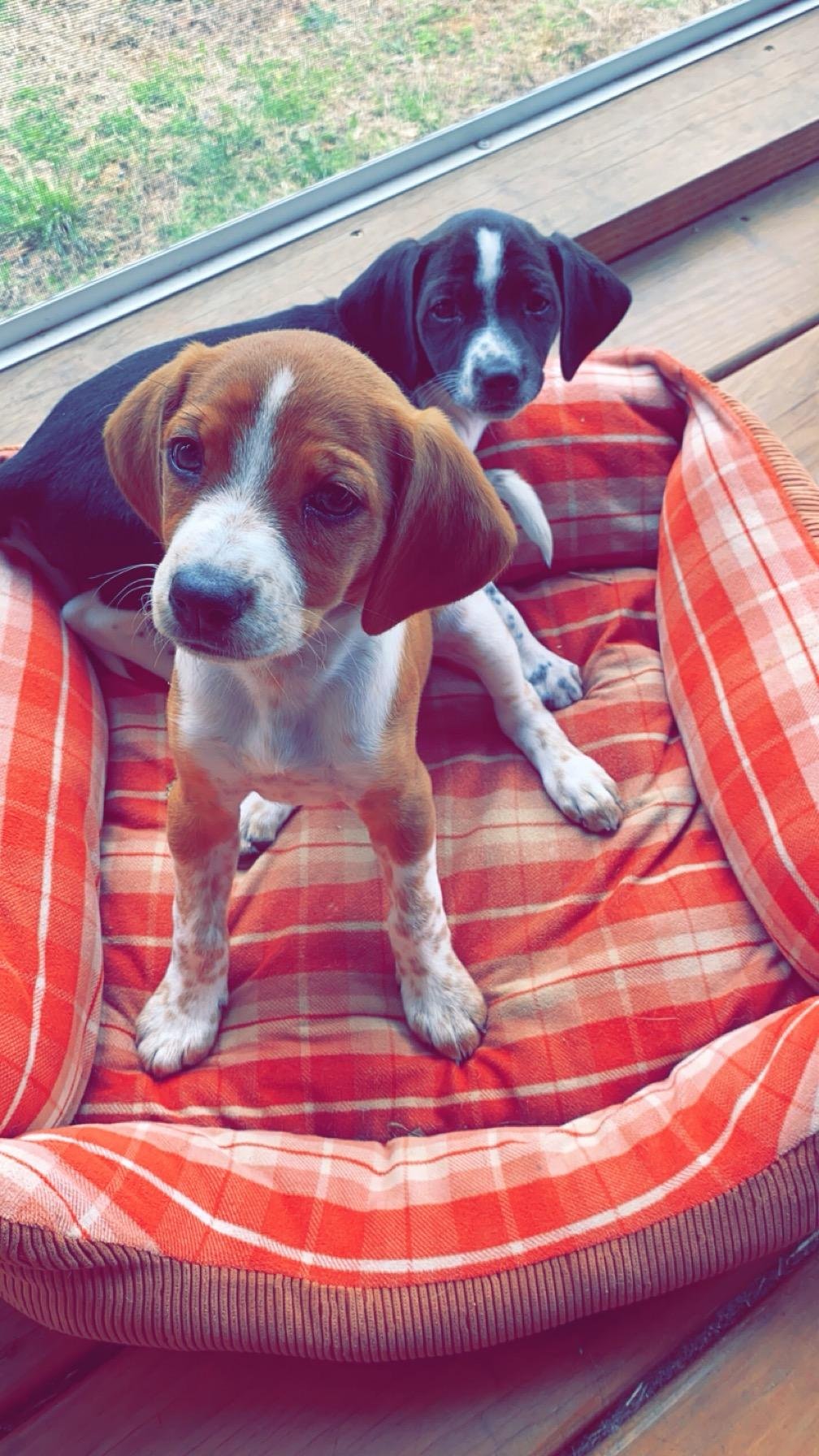 Marci and Peppermint Patty: 2 little stray hound mixes brought to Animal Control, about 6 weeks old. They are extremely sweet and social.