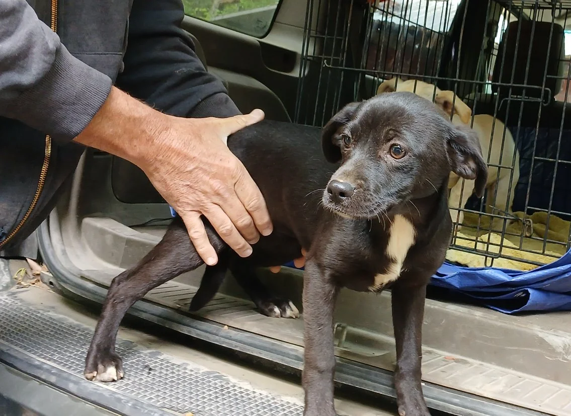 Betty:  We took in a litter of 5 puppies, about 4 months old.  They are a mix of Lab, Beagle, and Chihuahua!