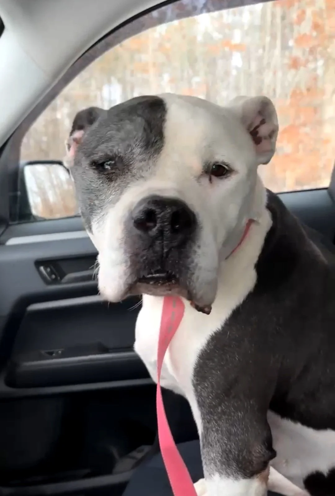 Queso had stiffness in one hip.  During his exam, we had x-rays taken and discovered an old injury that had healed, but was causing him arthritis. 