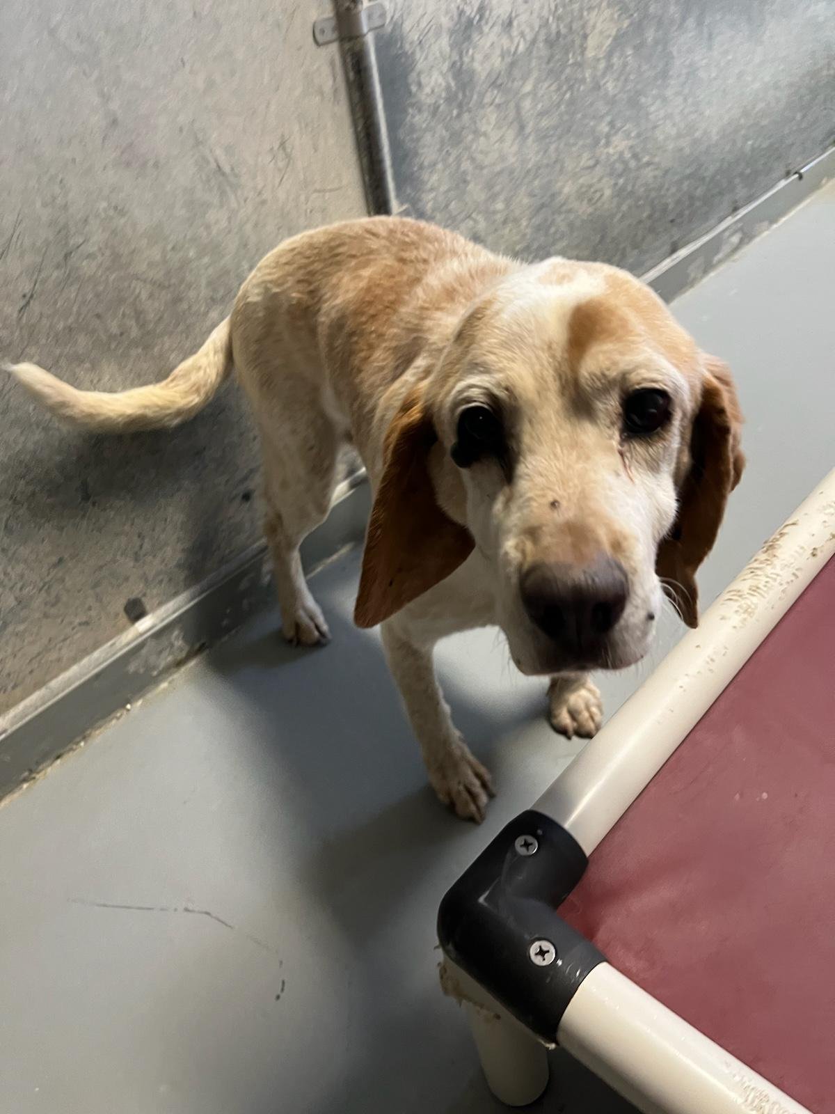 Percy: A stray 10 year old lemon beagle.
