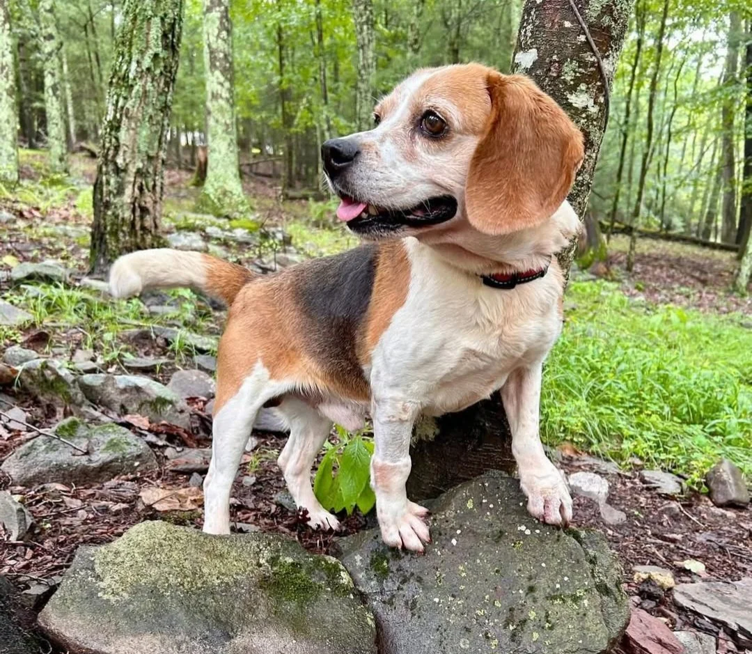 Willie is now a happy, happy dog, thanks to his new owners!!!