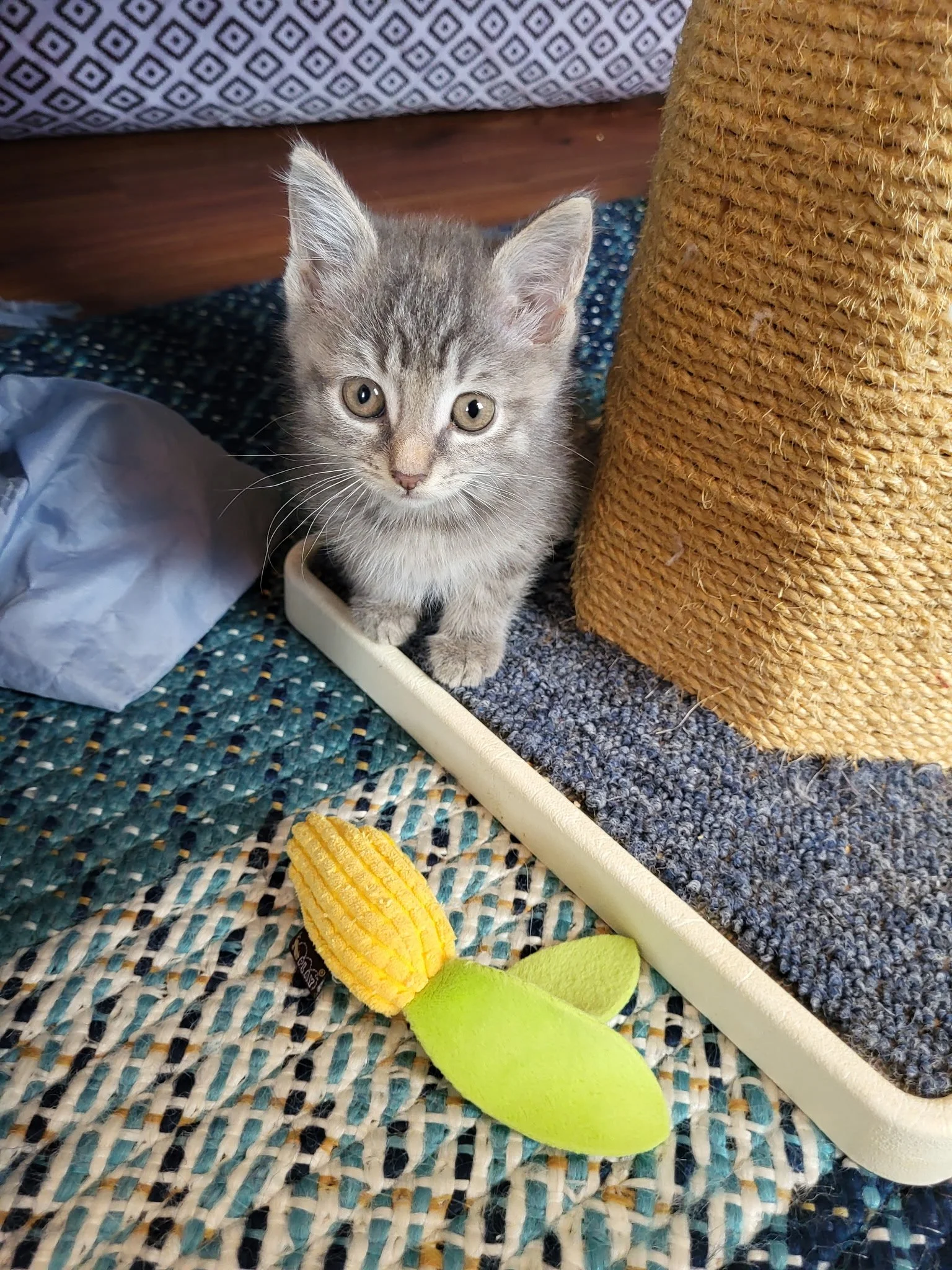 Sorrel - female muted calico.  You have to look closely to see the blonde dot on her head.