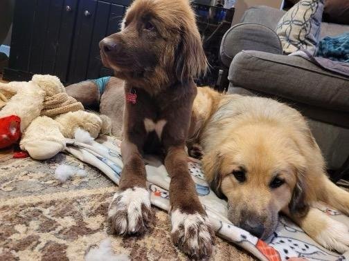 Java (from February 2024) looking very happy to hang with her dog buddy!