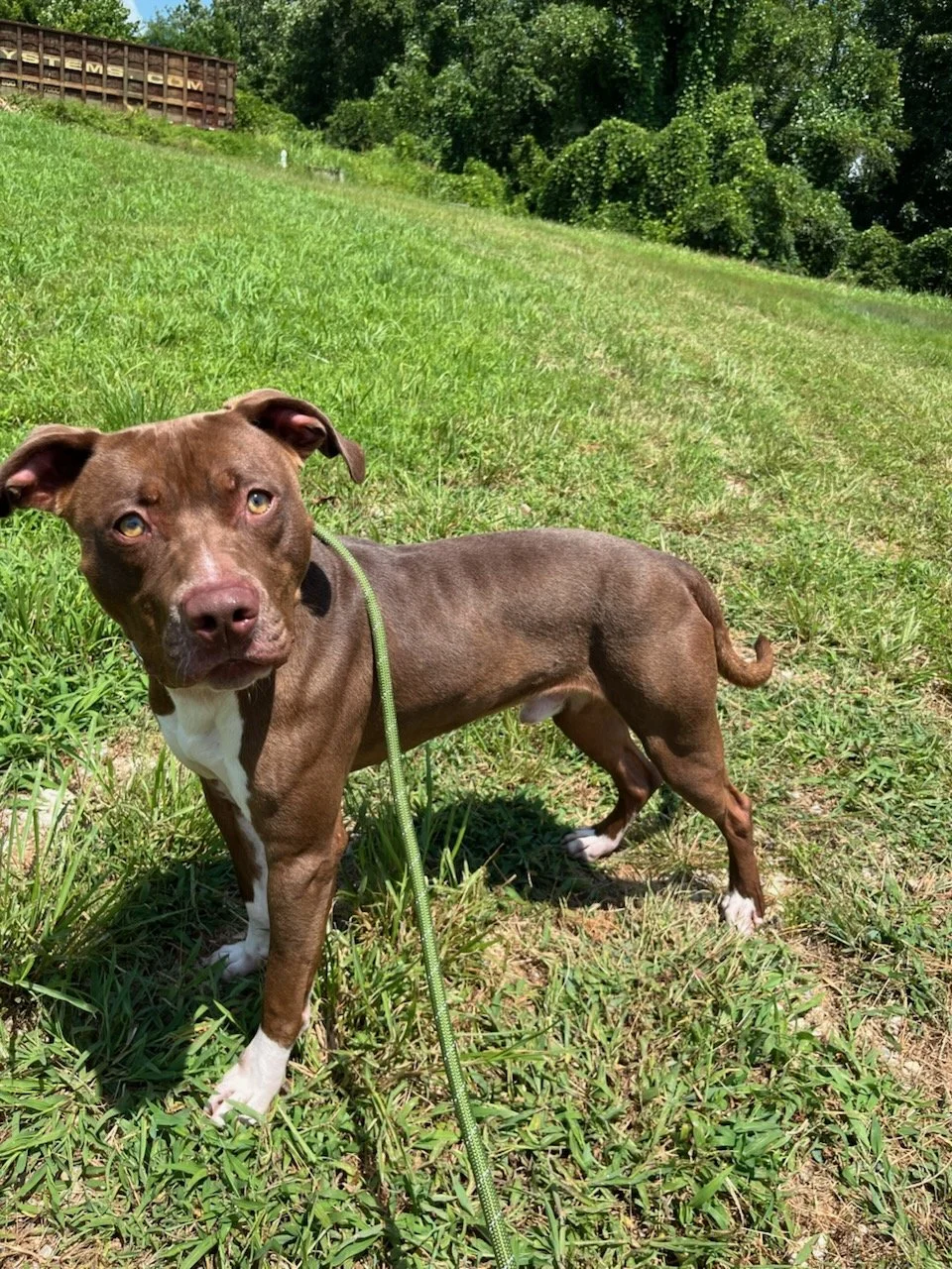 Mookie enjoying the sunshine.