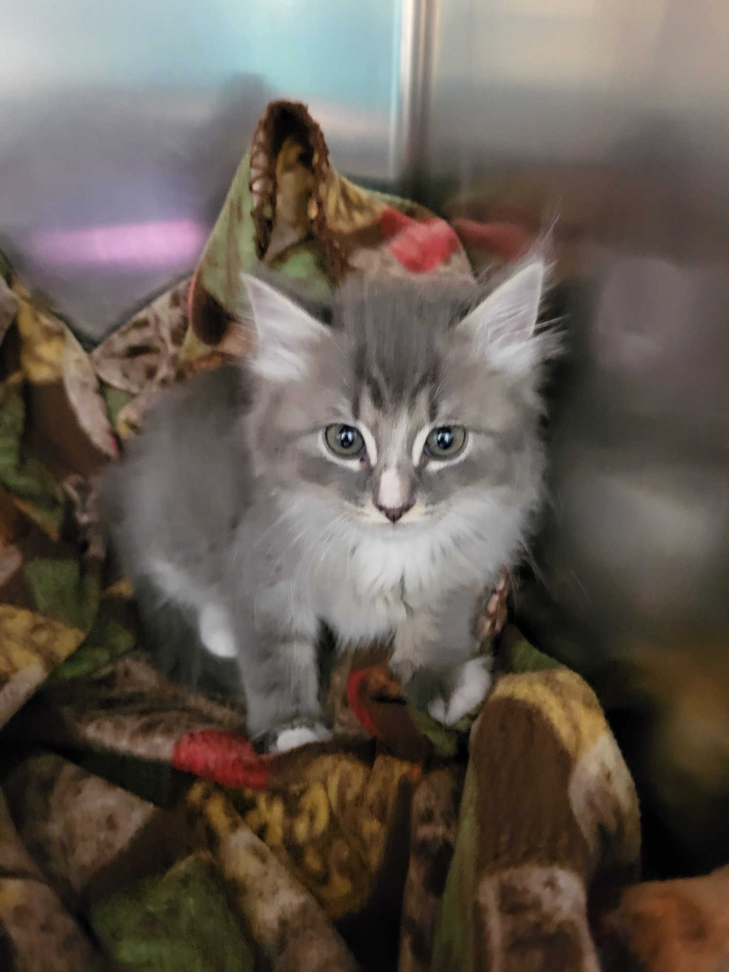 Pilgrim: a beautiful 7 week old kitten, soft and fluffy.