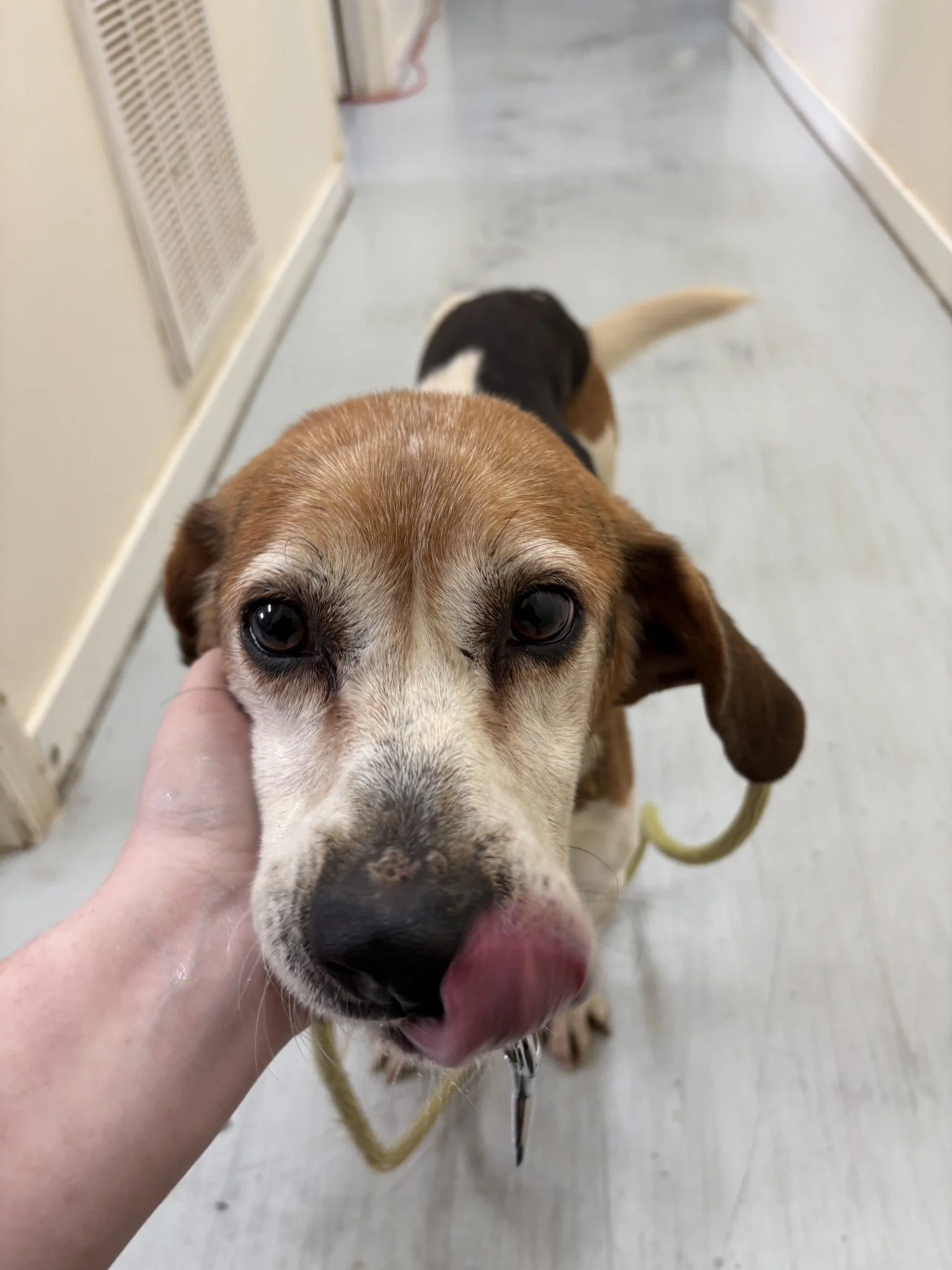 Clayton unfortunately tested positive for heartworms.  Even with our discount, heartworm is expensive to treat and takes approximately 4 1/2 months to treat.  So Clayton will be at Hopeful Hounds while he heals!  