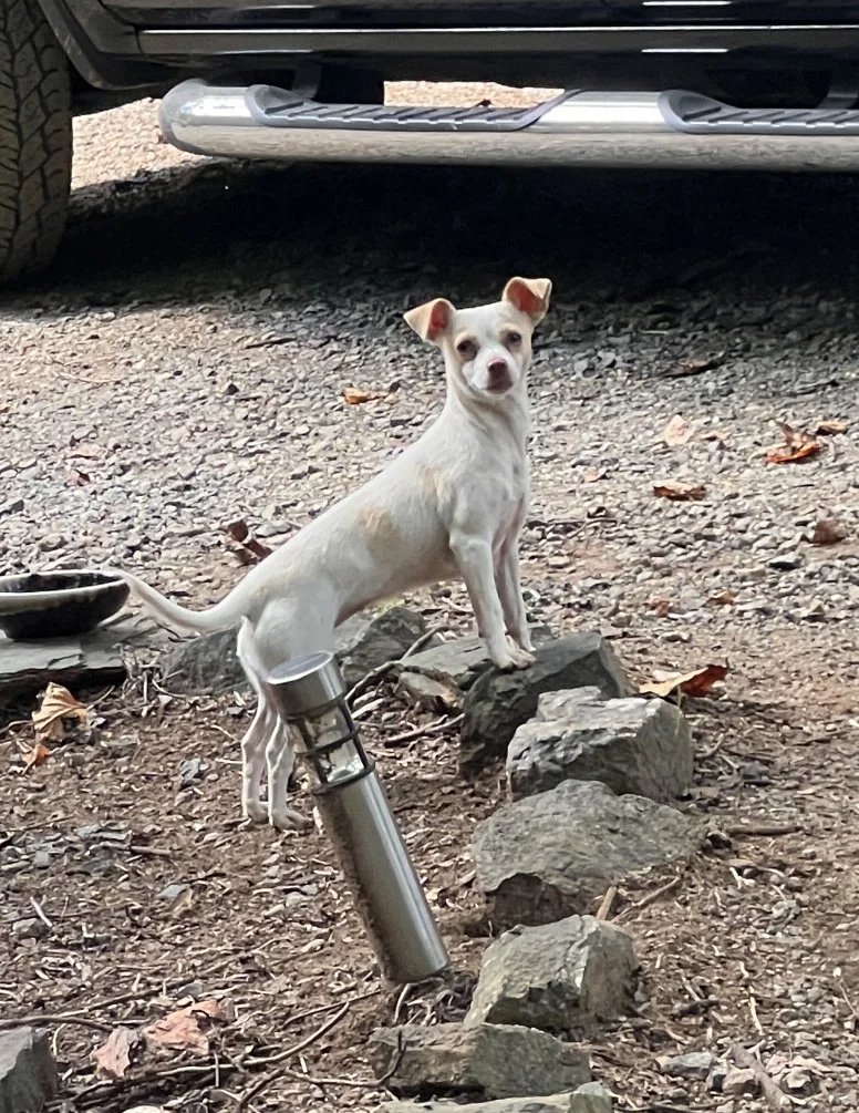 Hazel- a cute little Chihuahua/Jack Russell mix about 2 years old.  She was a stray roaming a neighborhood and no one could catch her.  Finally she let a little girl pick her up. She is in a "foster to adopt" home getting more social every day.