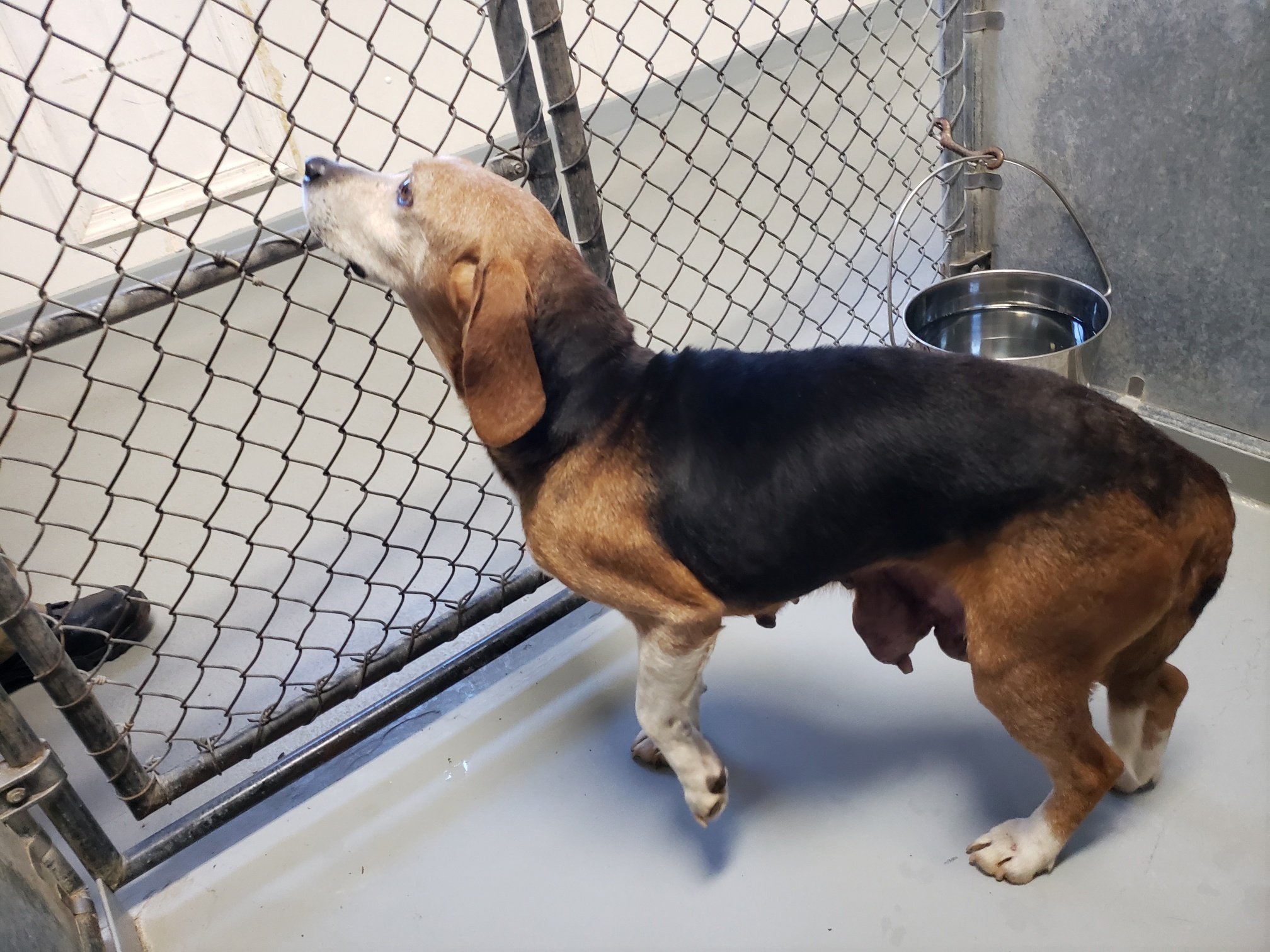 Hannah: Stray Beagle with 3 mammary tumors