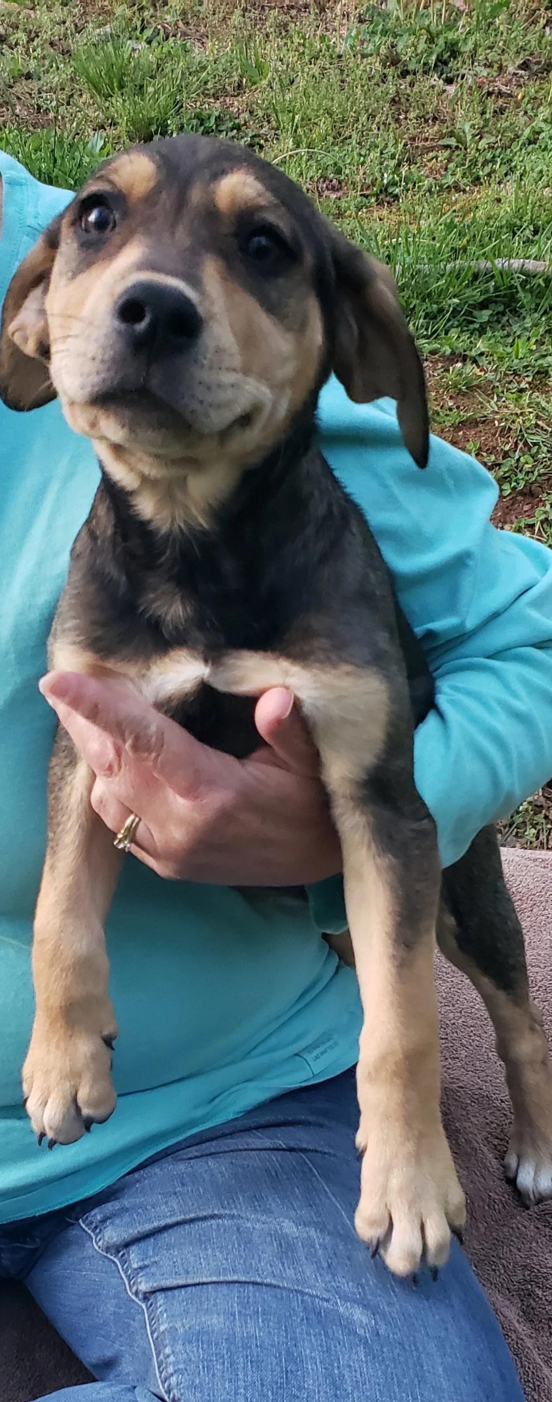 Dale: Border Collie/Husky/Lab/Pitbull puppy