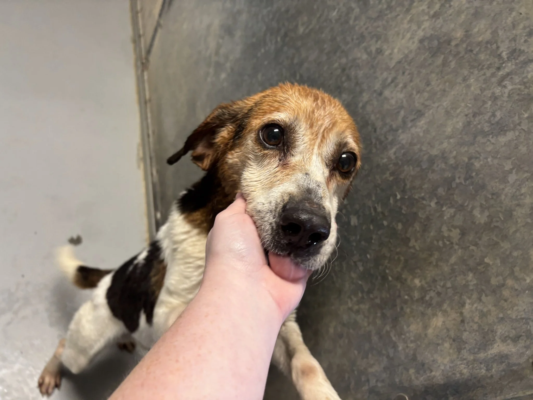 Clayton - a very jolly stray beagle, about 6 years old.  Like many beagles,  he loves meal time and he loves affection. 