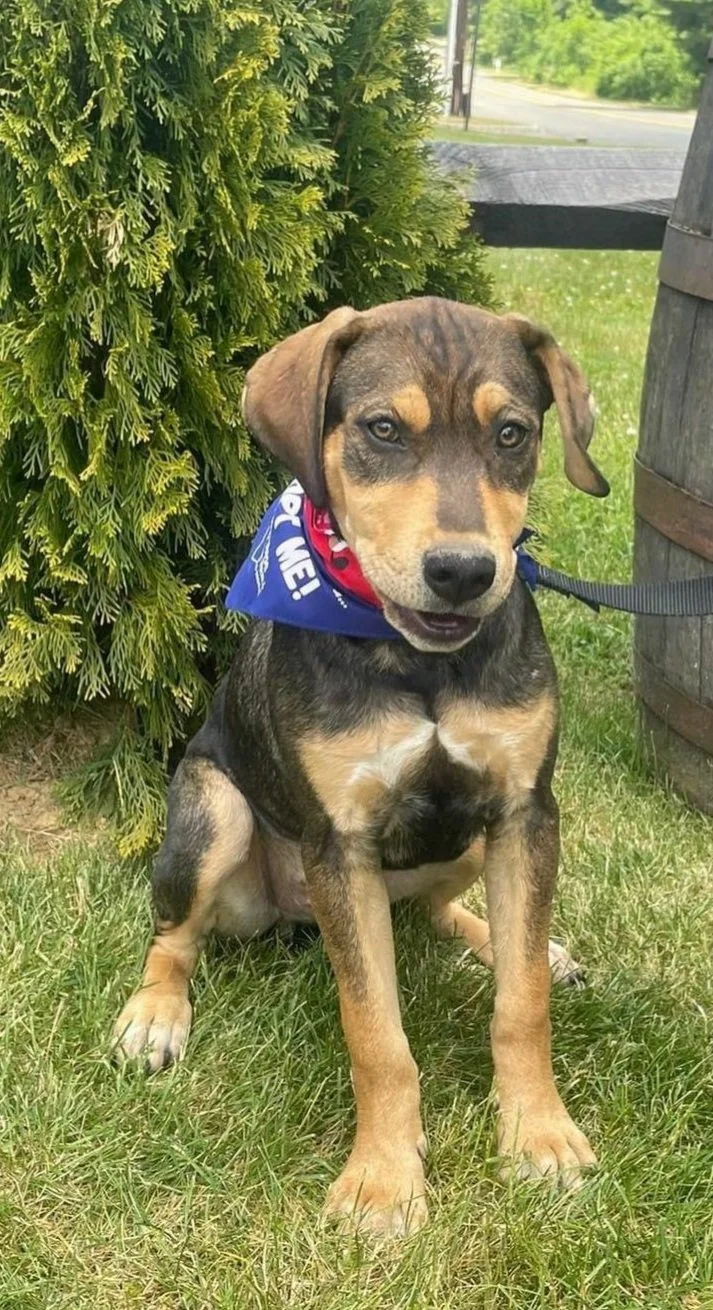 Dale, such a sweet, beautiful puppy!