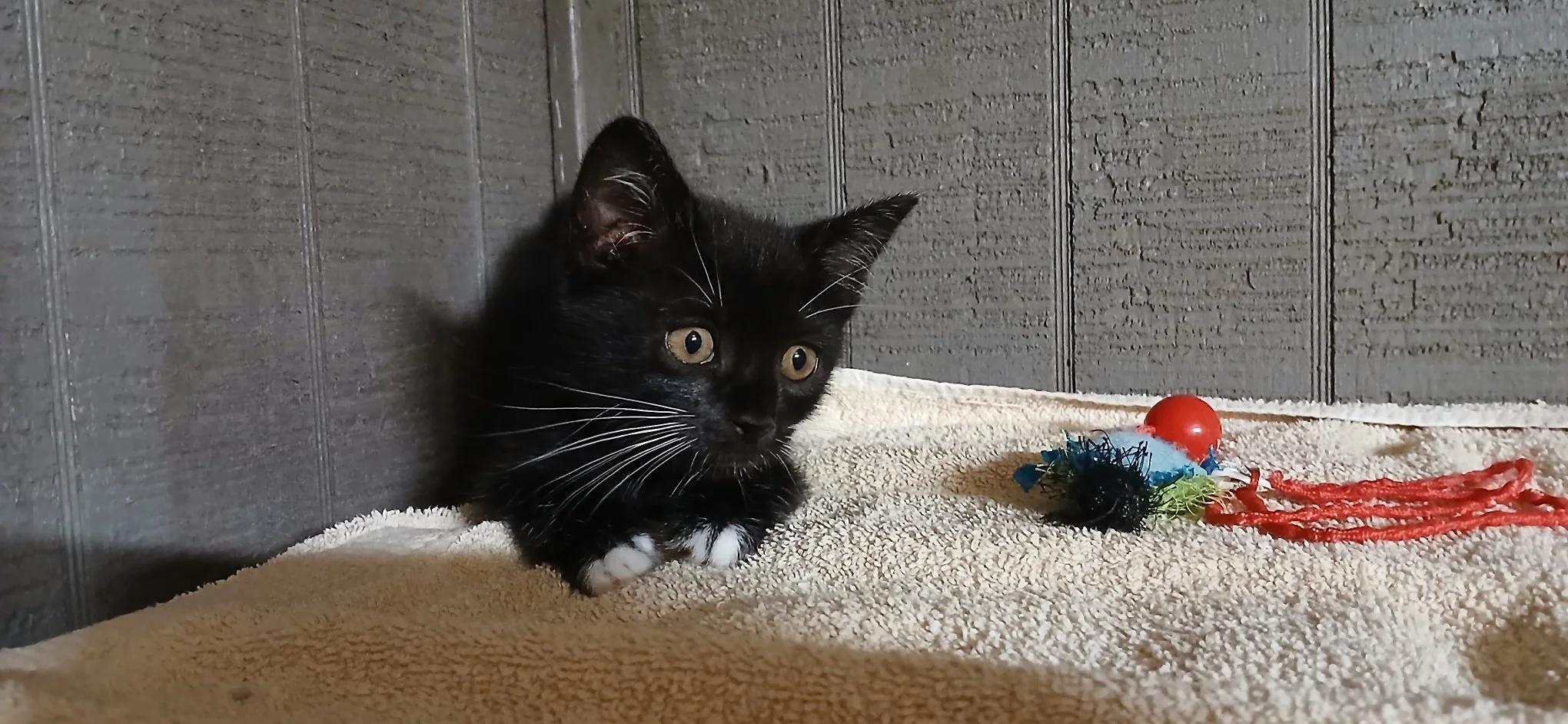 Nancy - a tiny 8 week old kitten found by our friend and neighbor Nancy.  She was taking a walk by the Rockfish River and heard a little meow.  She searched and listened for other kittens but only found one.  She fostered her until she was adopted  :