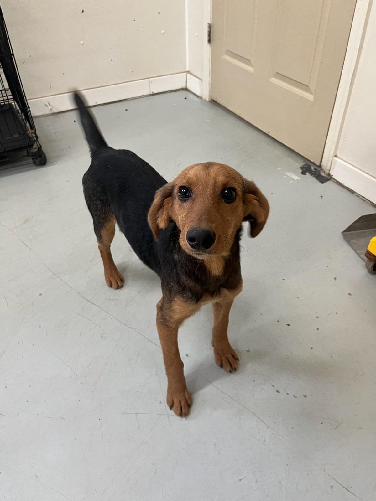 Max is very sweet and playful.