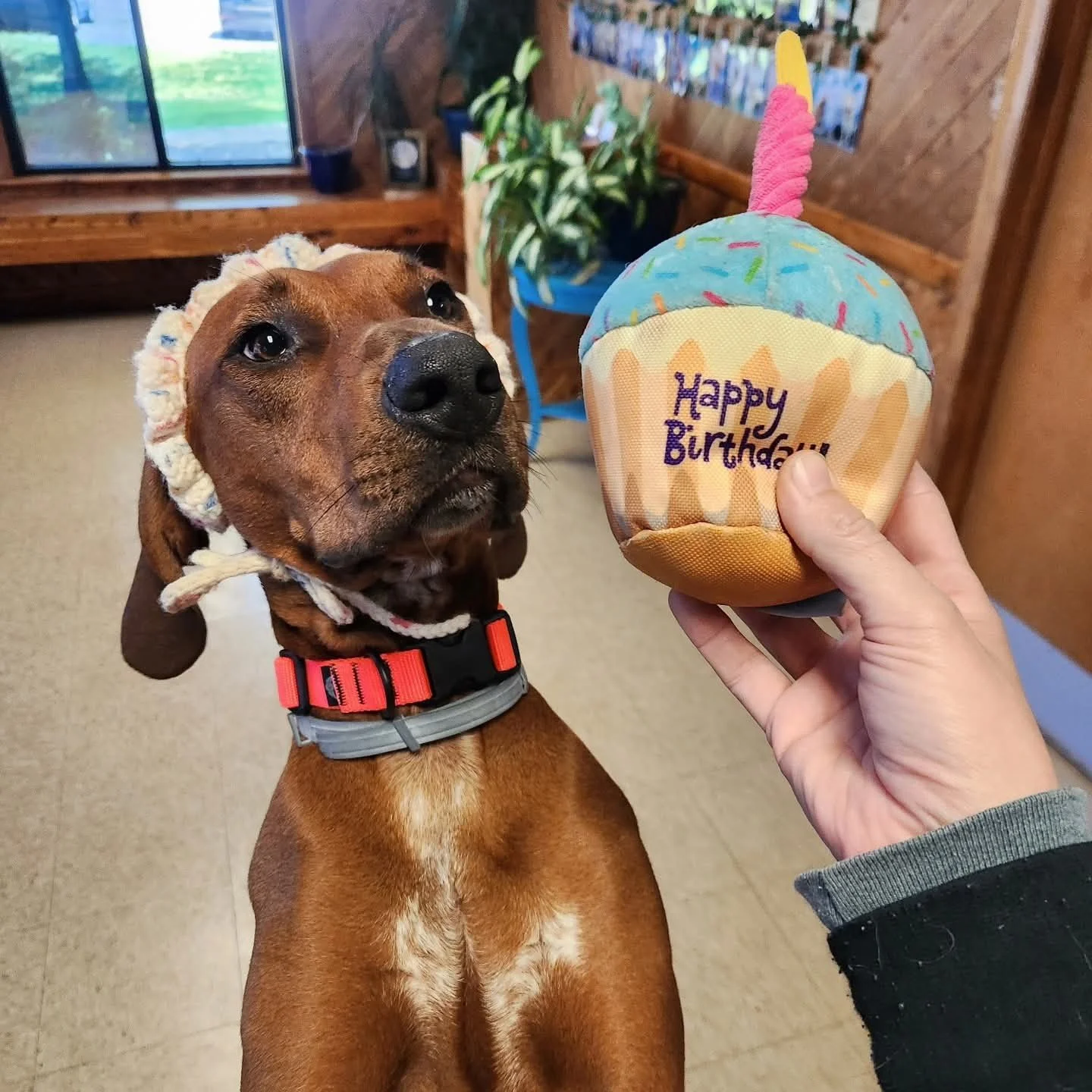 Preacher - June 2024 - another birthday boy!   Happy 2nd birthday 🎂 