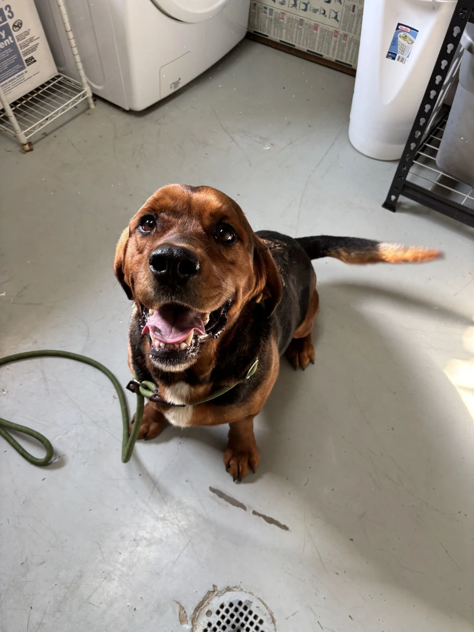 Colonel looks like a mix of Shepherd, Bassett hound, and Brontosaurus! 😃 With his unique looks and shiny personality, he was adopted almost immediately!