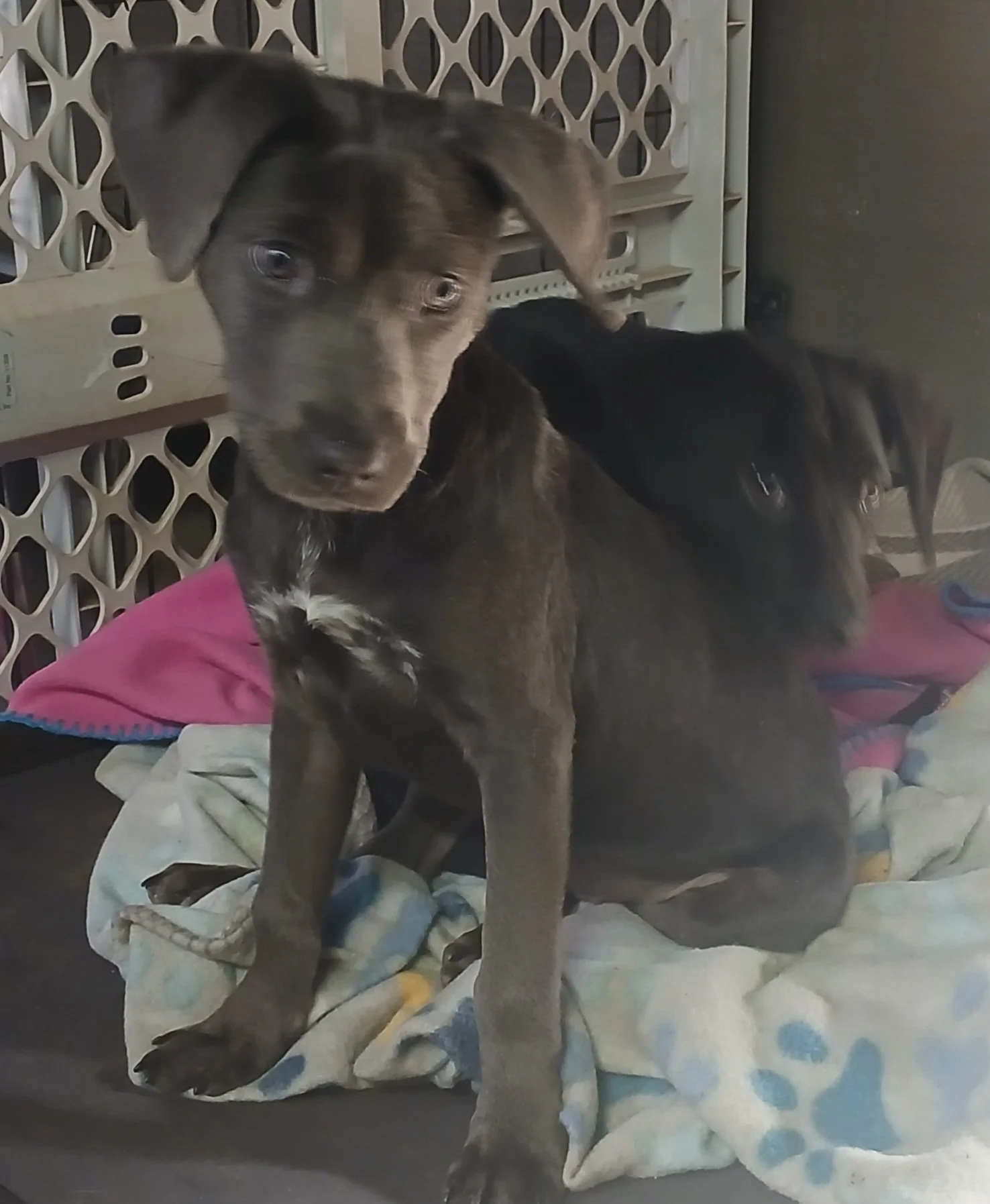 This is Peppermint Patty!