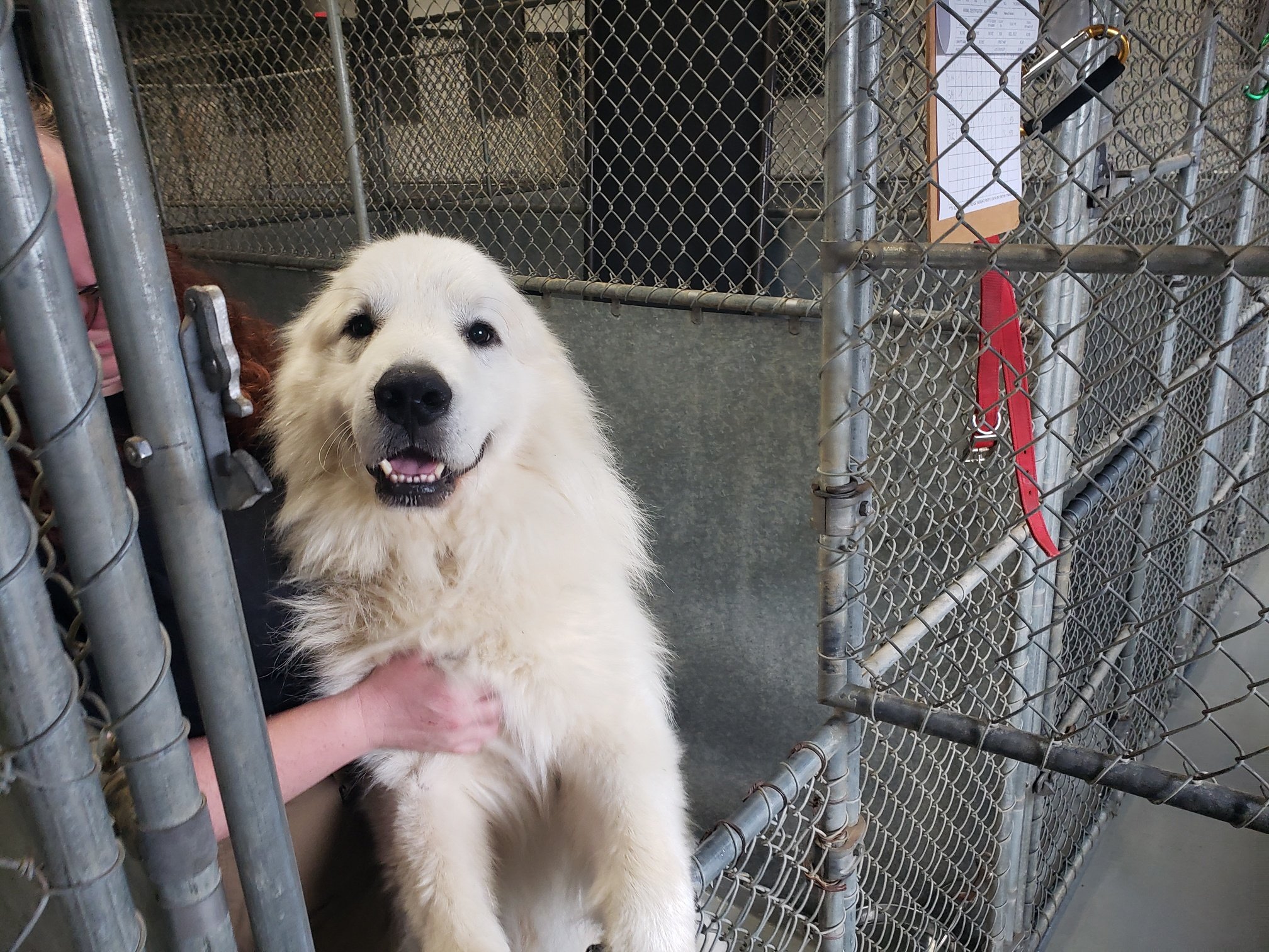 Aspen is a wonderful dog who loves to give gentle hugs and flash you a "grin"!